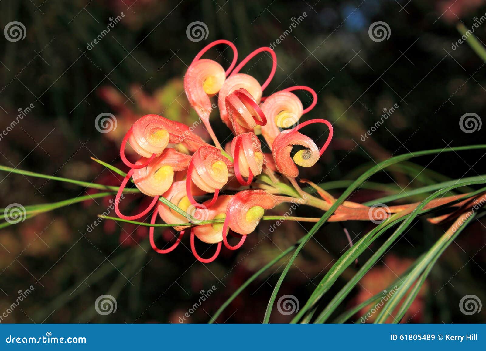 Close Up of an Australian Native Grevillea Flower Stock Image Image