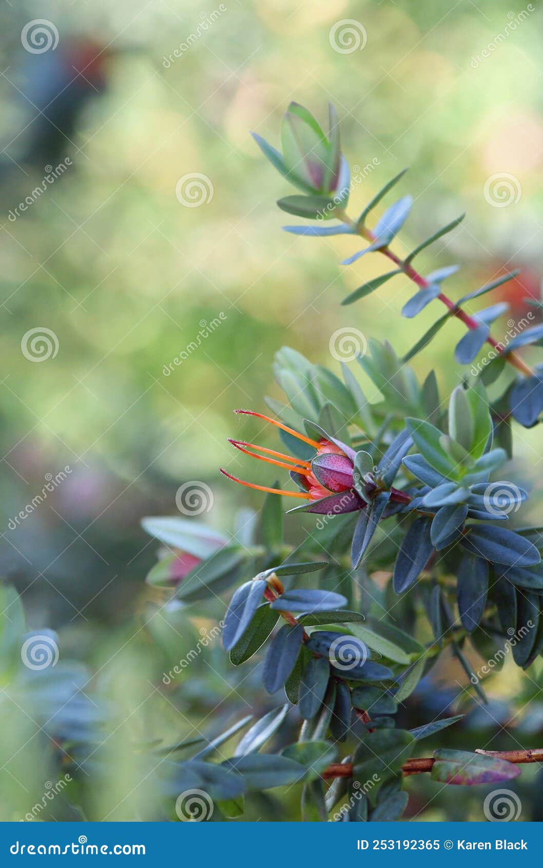 close up of an australian native lemon scented myrtle inflorescence, darwinia citriodora, family myrtaceae