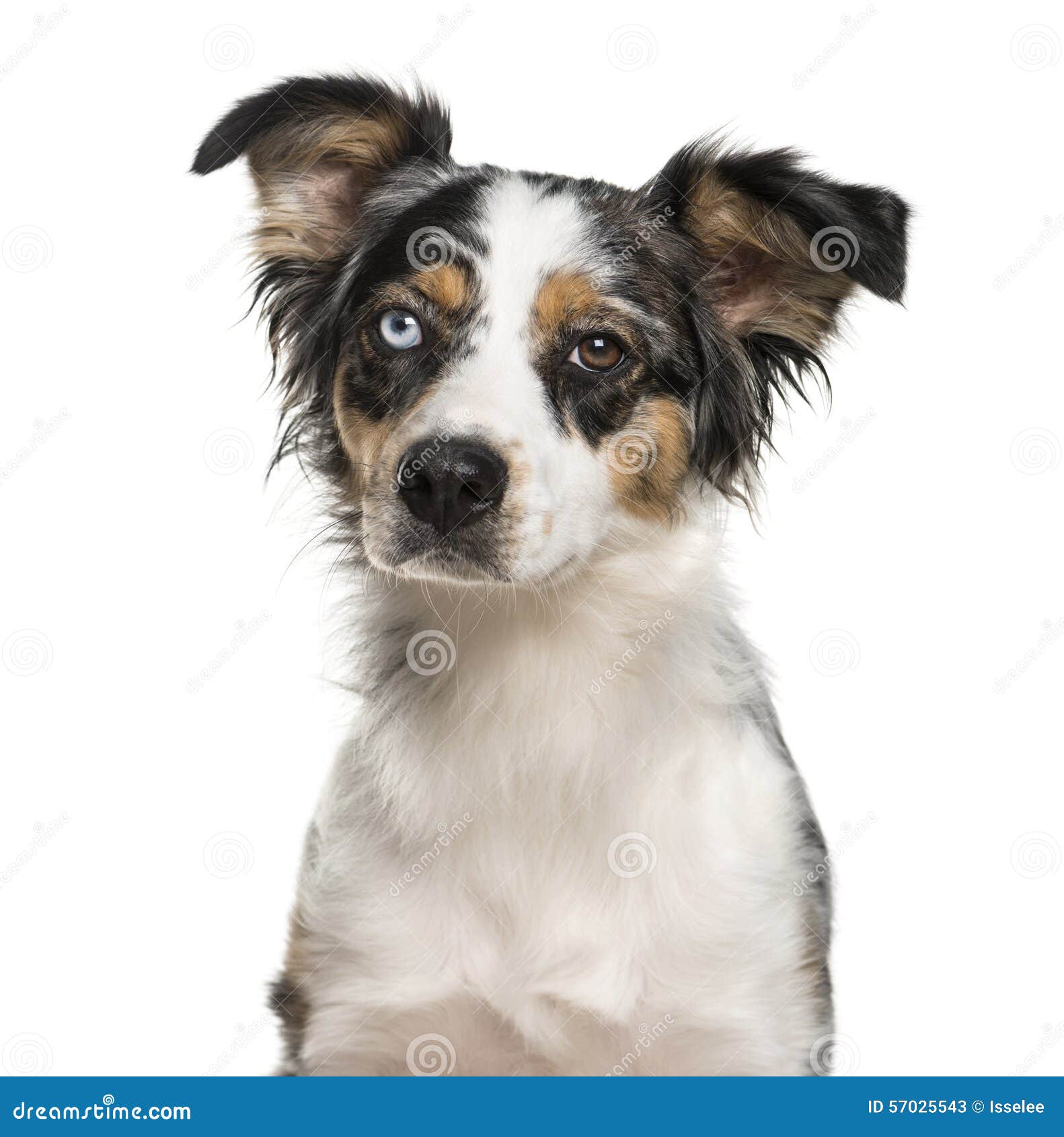 australian shepherd jack russell terrier close up of an australian shepherd with heterochromia stock photo australian shepherd jack russell terrier close up of an australian shepherd with heterochromia stock photo