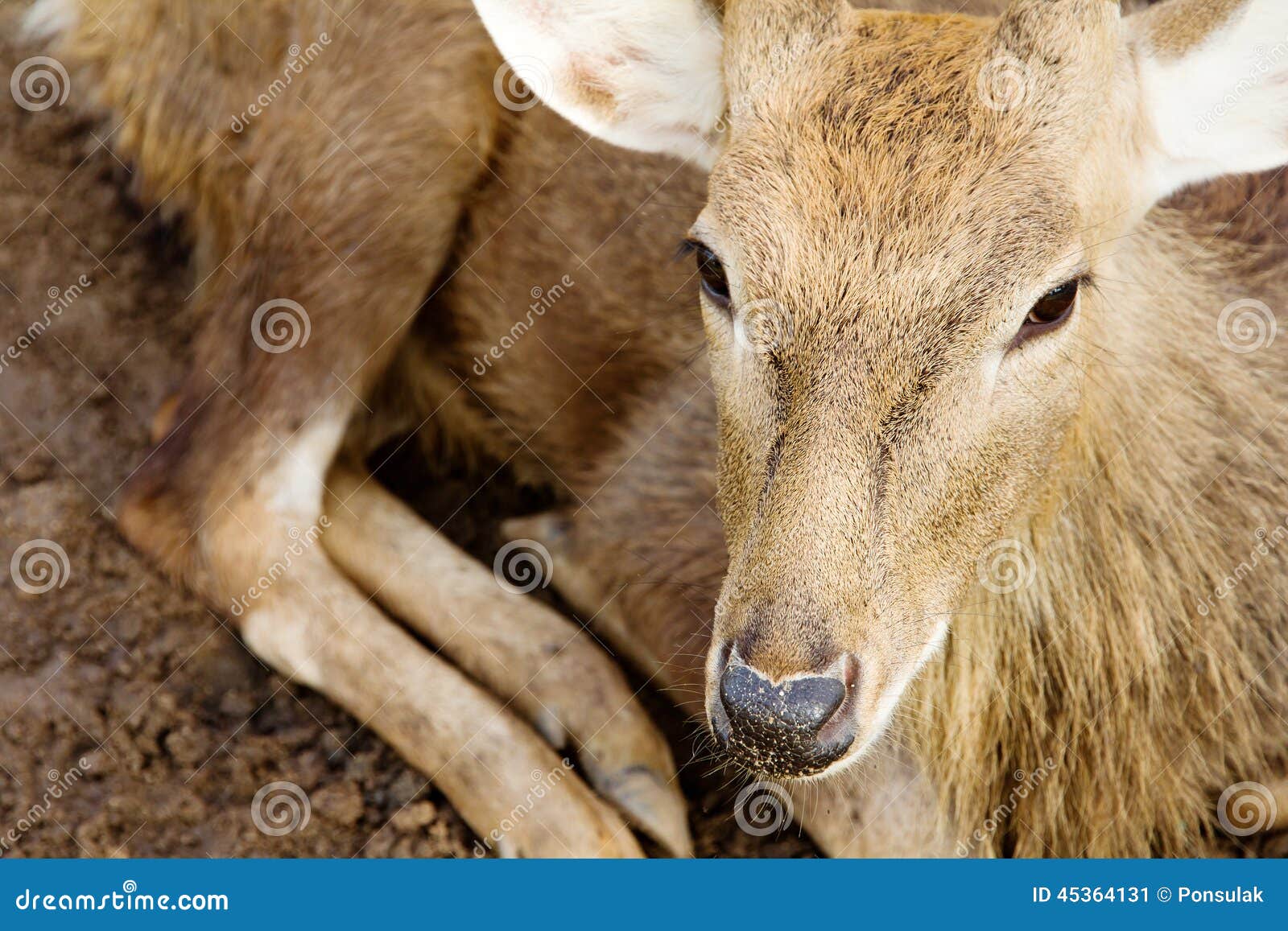 Close up of Axis Deer stock image. Image of forest, pets 45364131