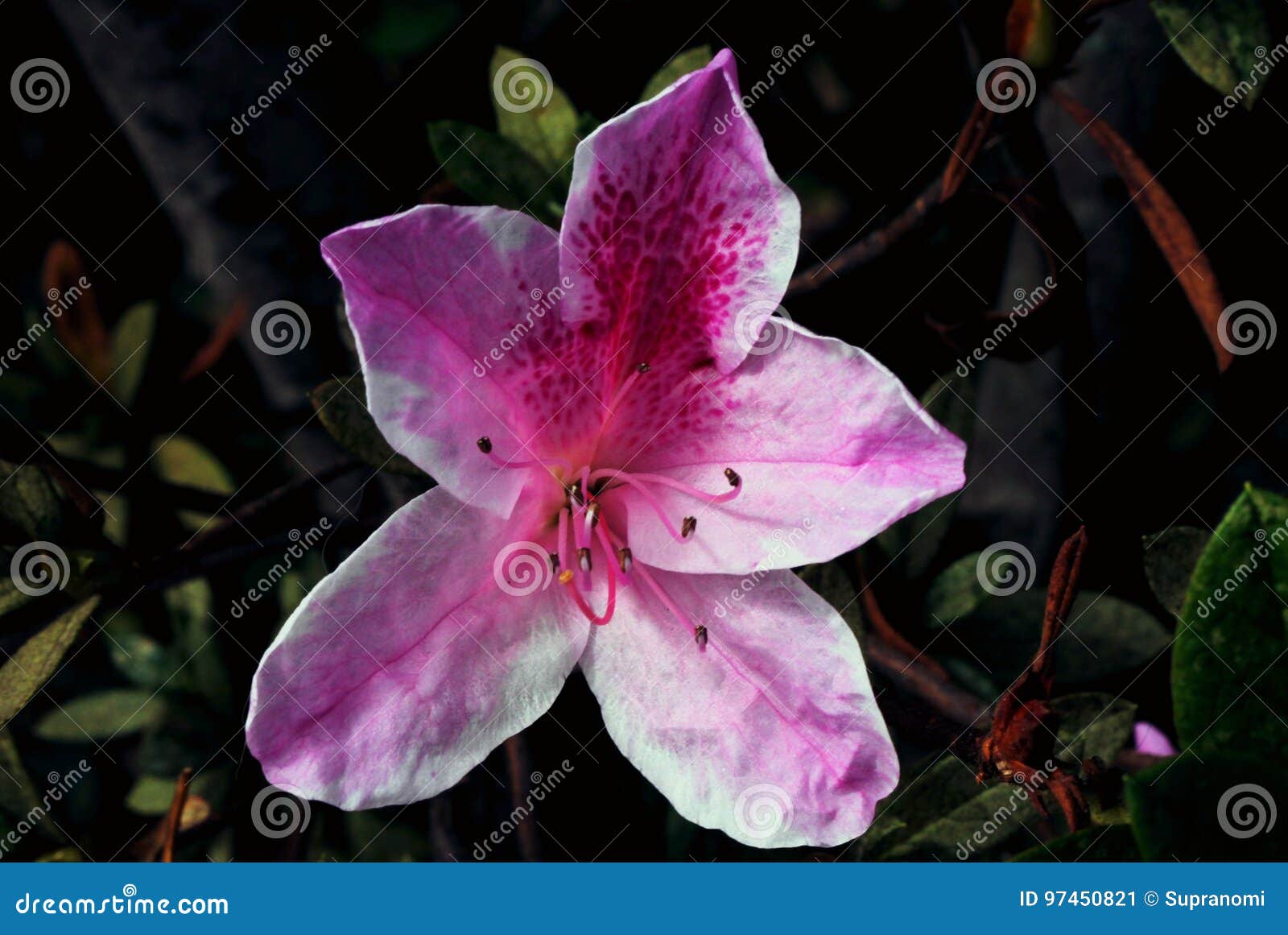 Close-up of a Azaleia Flower Stock Image - Image of lilac, closeup: 97450821