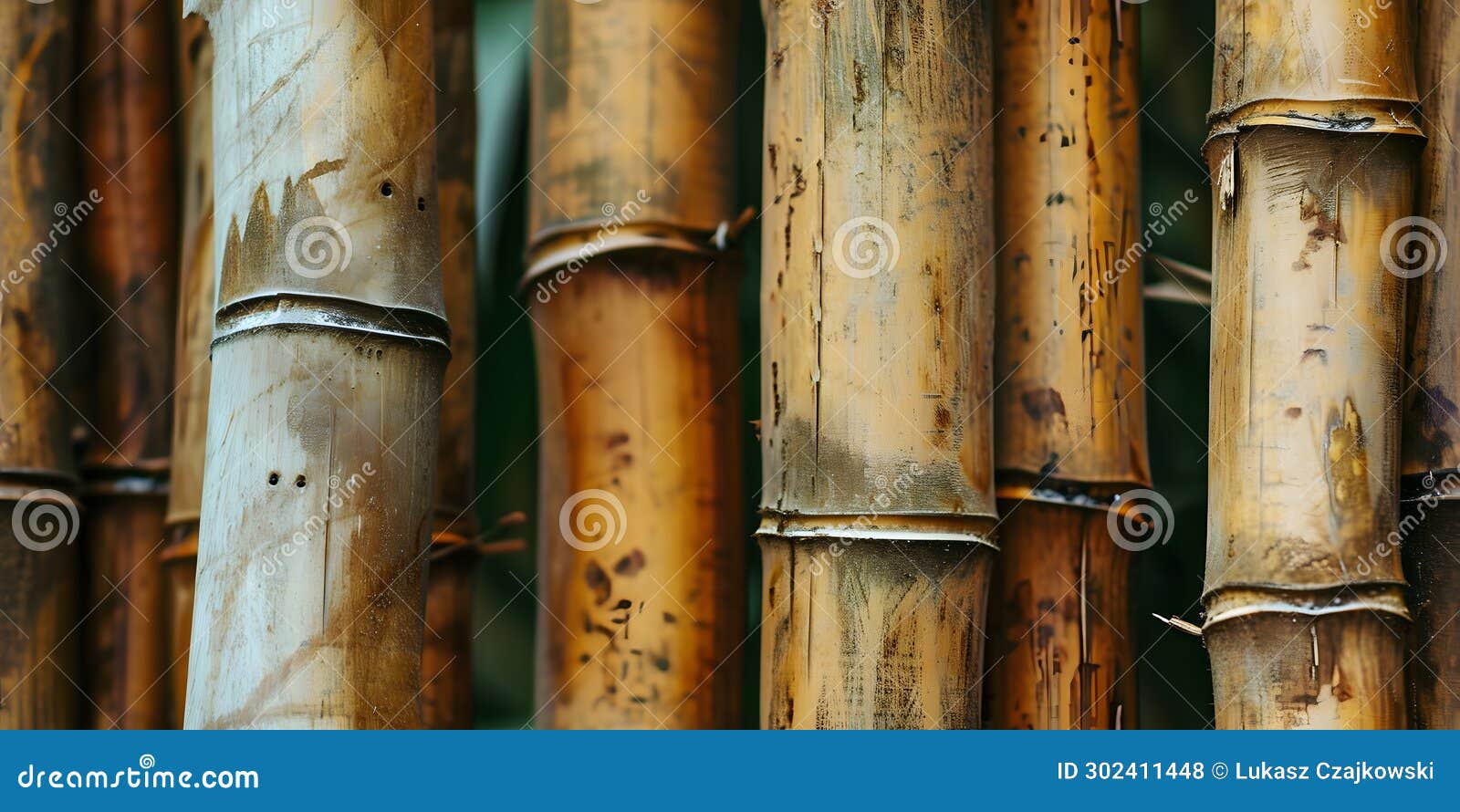 Close Up Bamboo Forest