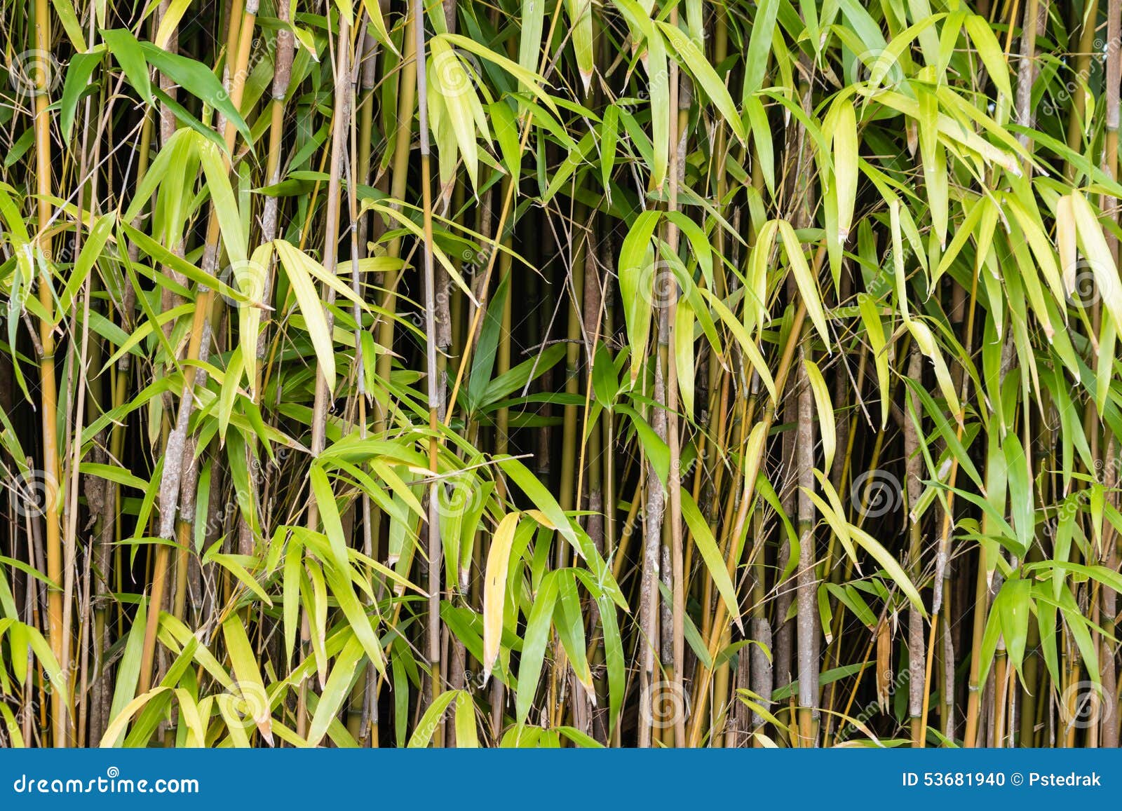 Close up of bamboo stalks stock photo. Image of packed 53681940