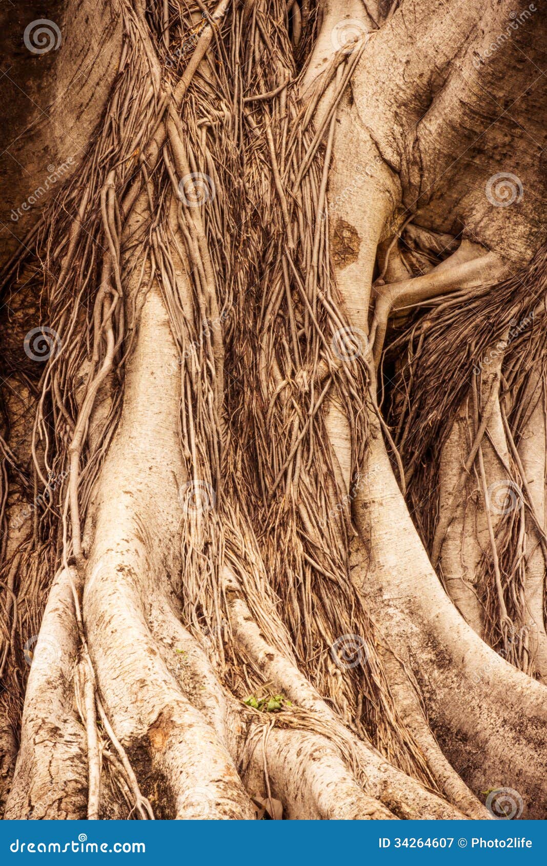 Closeup of a Banyan Interlaced Roots in Garden Stock Image Image of