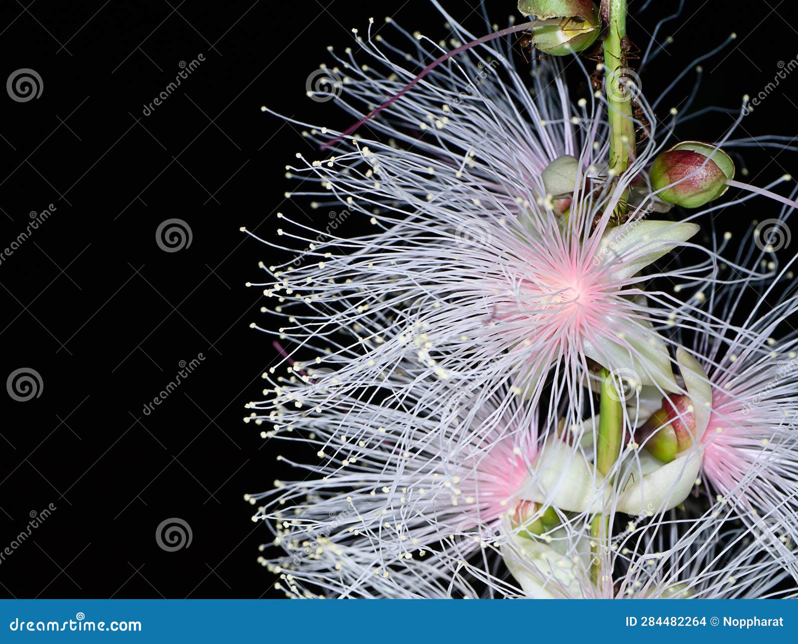 close up of baranda angatensis llanos flower