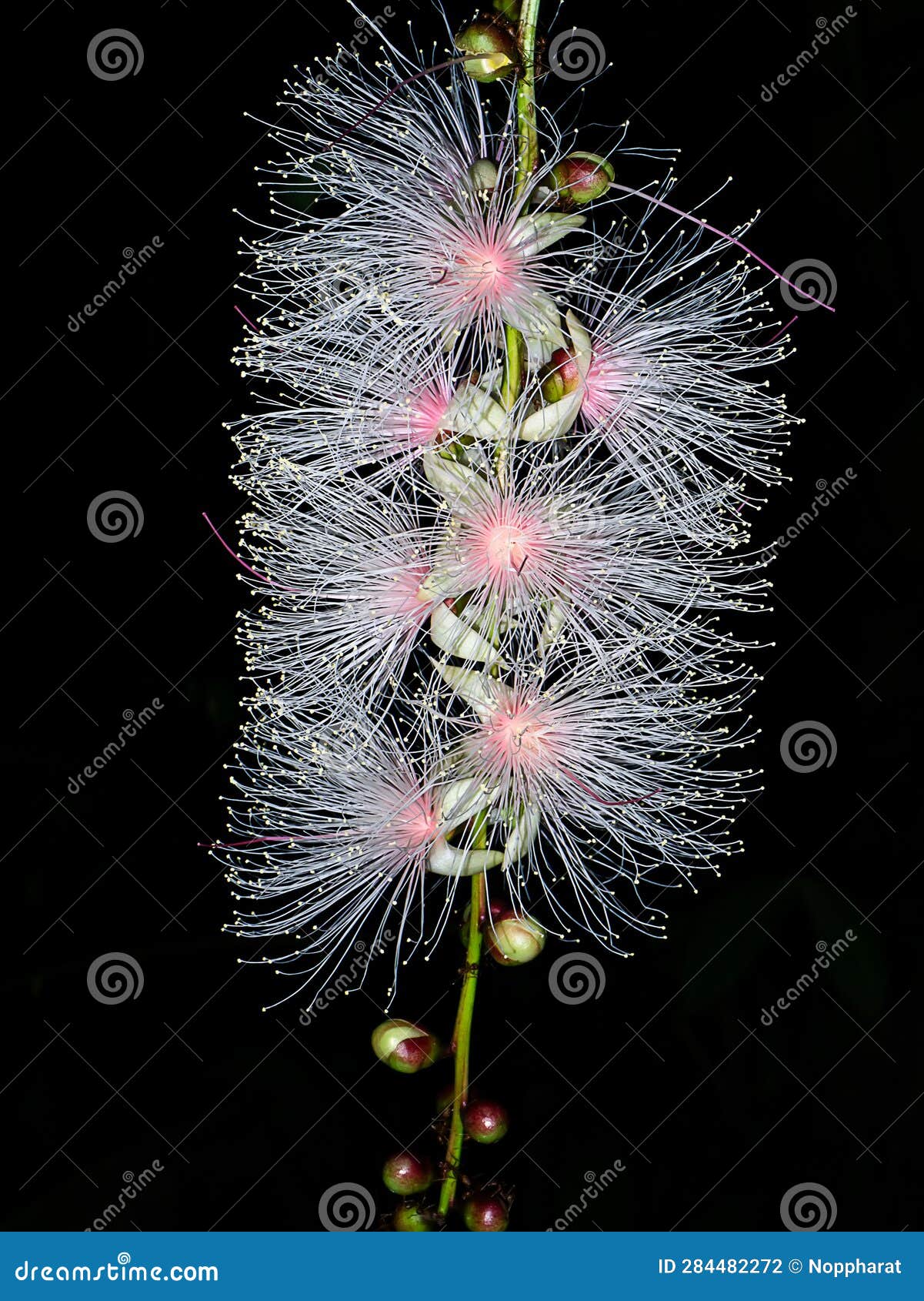 close up of baranda angatensis llanos flower