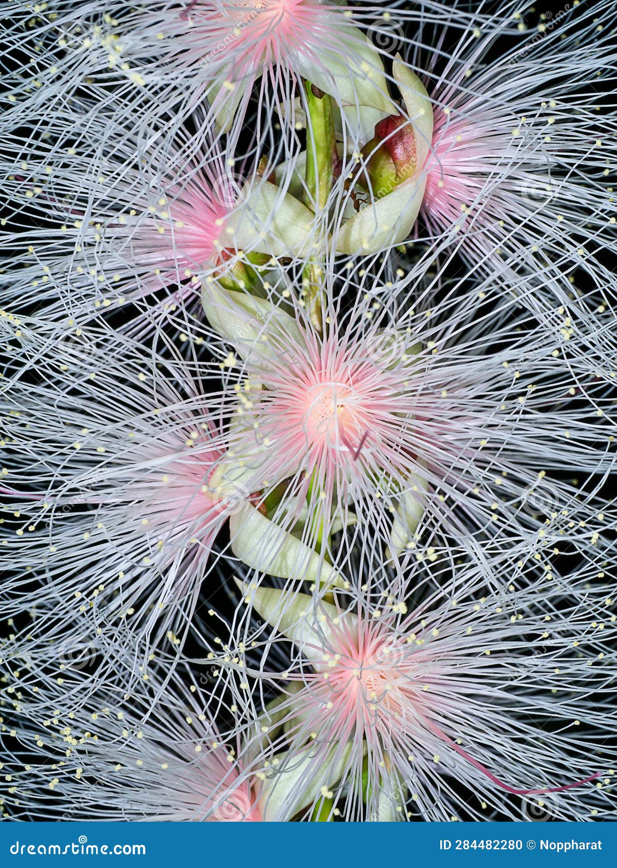 close up of baranda angatensis llanos flower