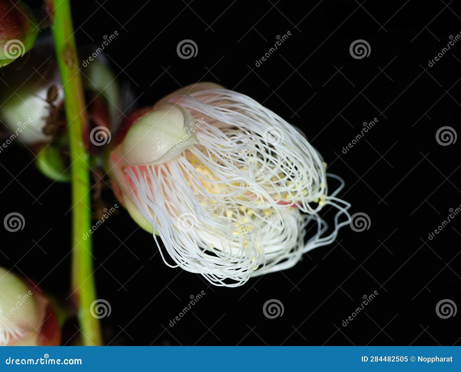 close up of baranda angatensis llanos flower