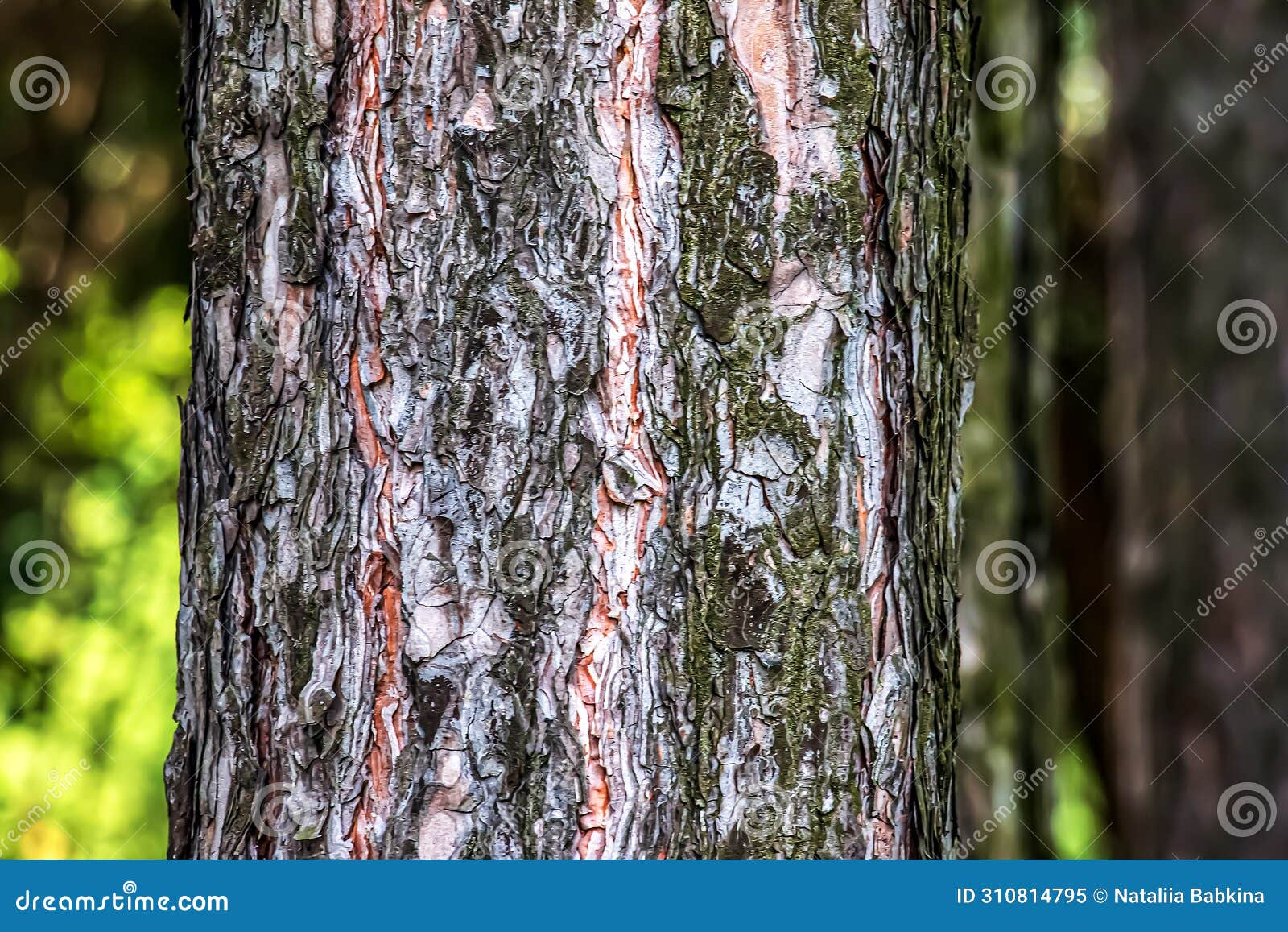 close-up of the bark of a pinus nigra tree, family pinaceae