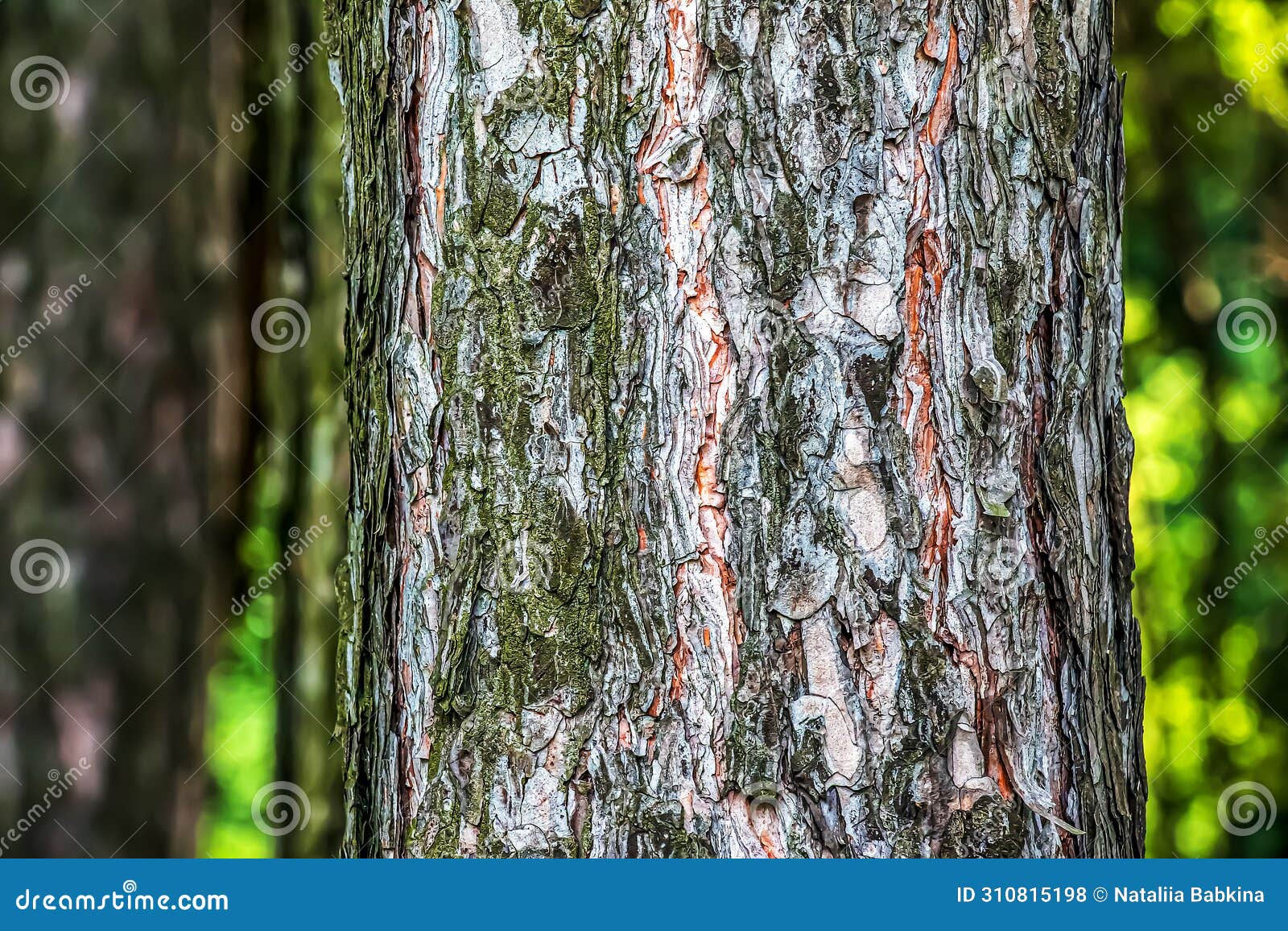 close-up of the bark of a pinus nigra tree, family pinaceae