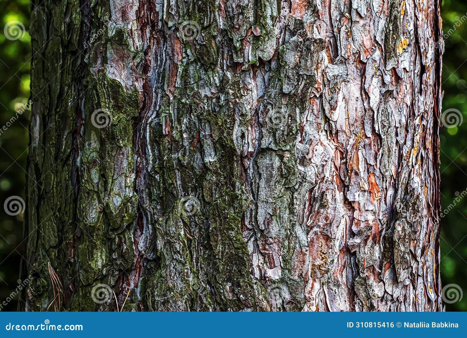close-up of the bark of a pinus nigra tree, family pinaceae