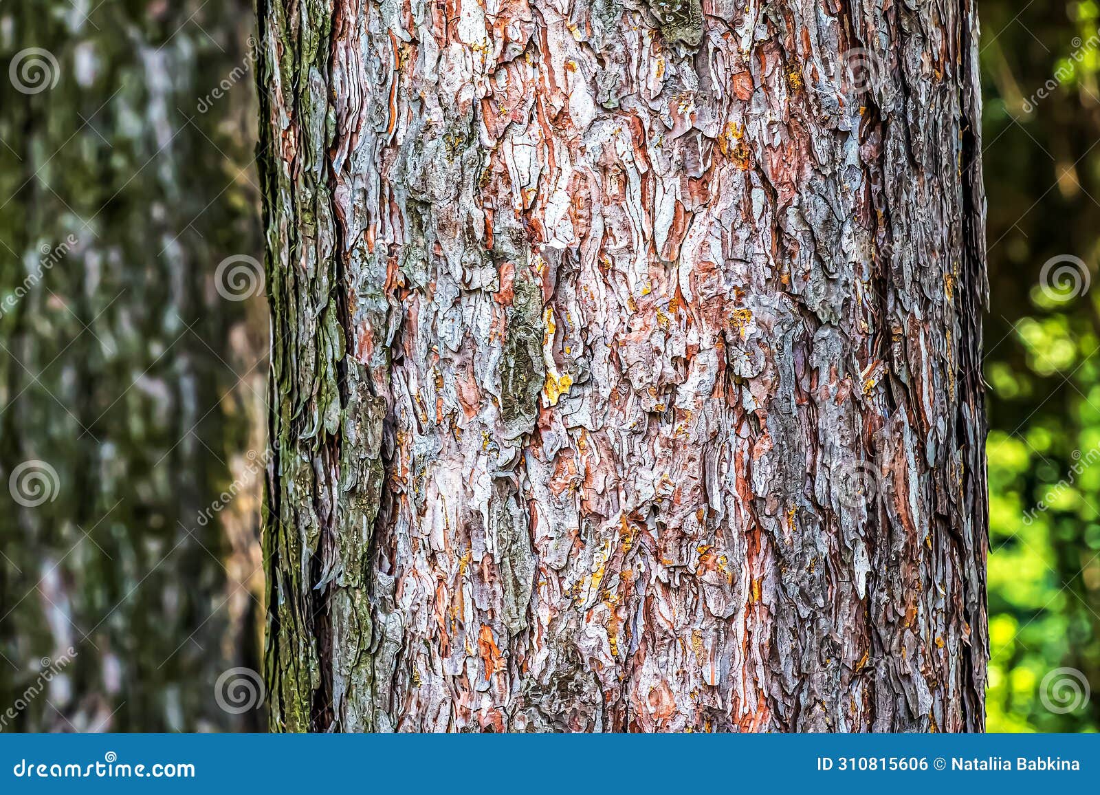 close-up of the bark of a pinus nigra tree, family pinaceae