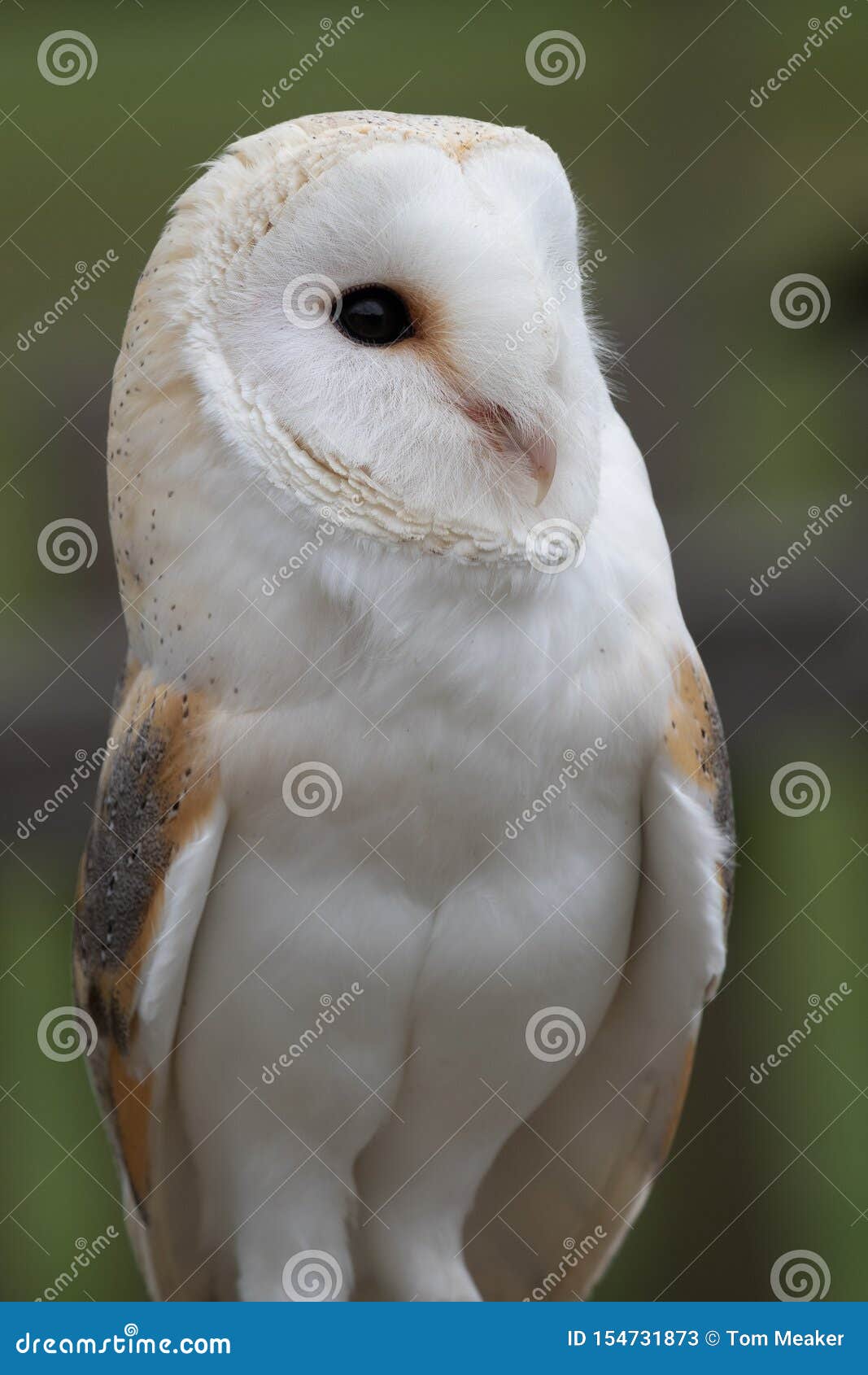 Barn Owl Tyto Alba Stock Image Image Of Close Carnivorous