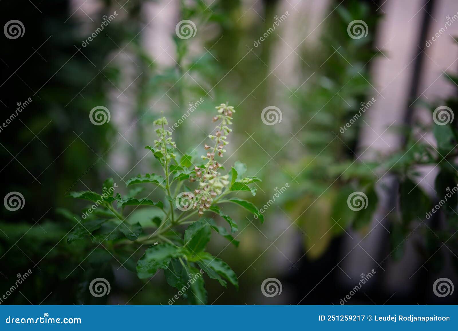 Close Up Basil Leaf. Green Holy Basil Tree Stock Image Image of asia