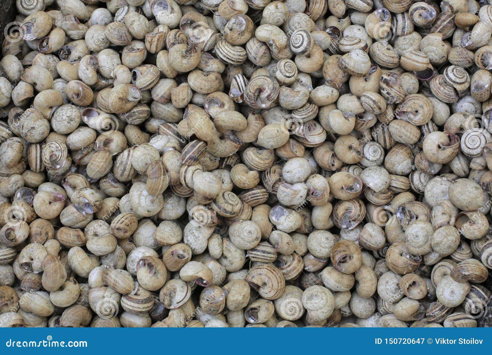 Fresh snails food stock image. Image of small, animal 150720647
