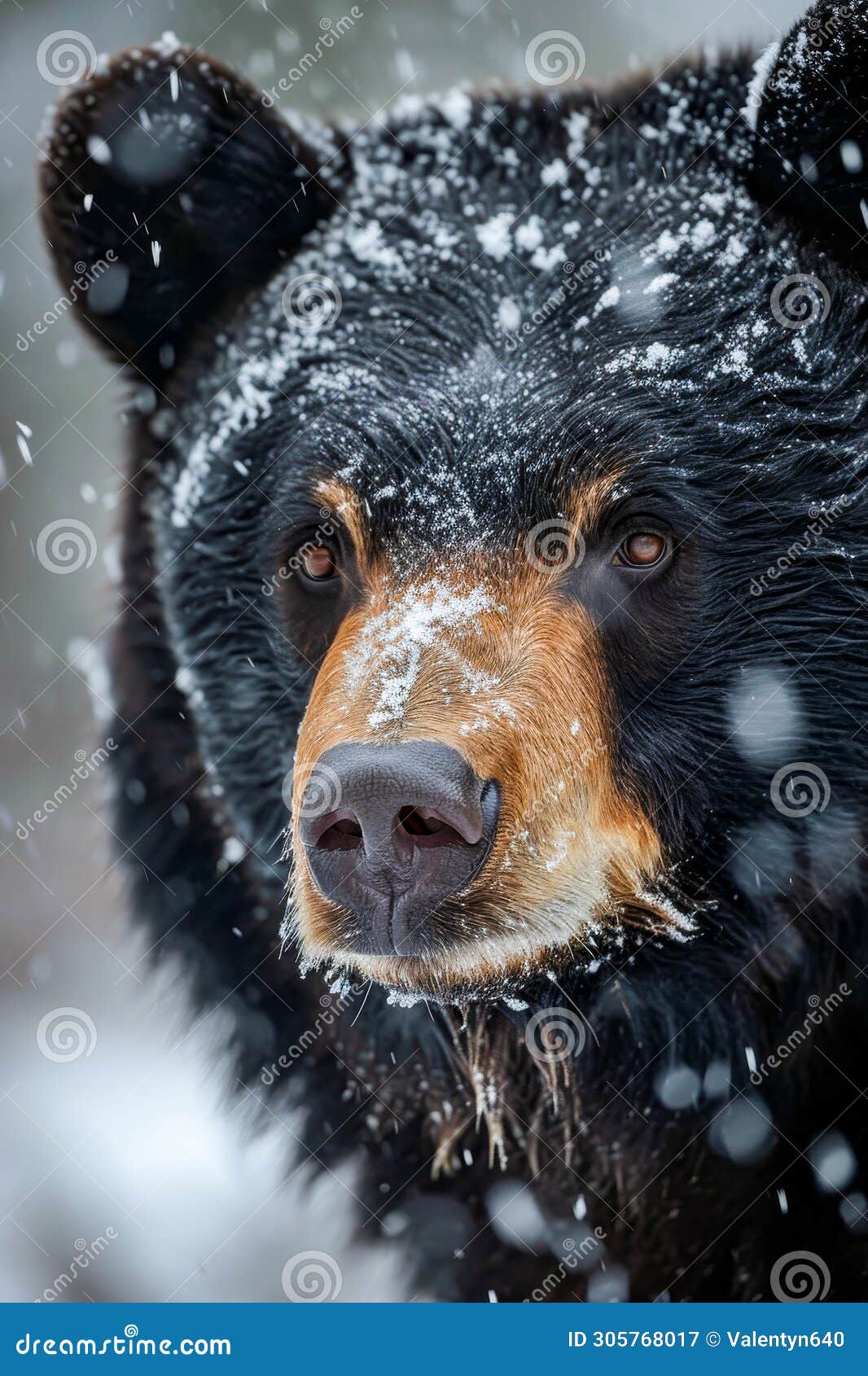 close up of bear's face in the snow. generative ai