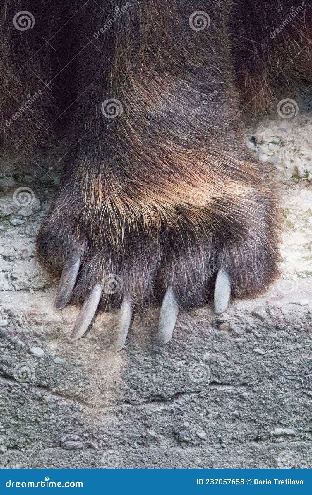 Close Up of a Bears` Paw with Big Claws Stock Photo Image of farm, bear 237057658
