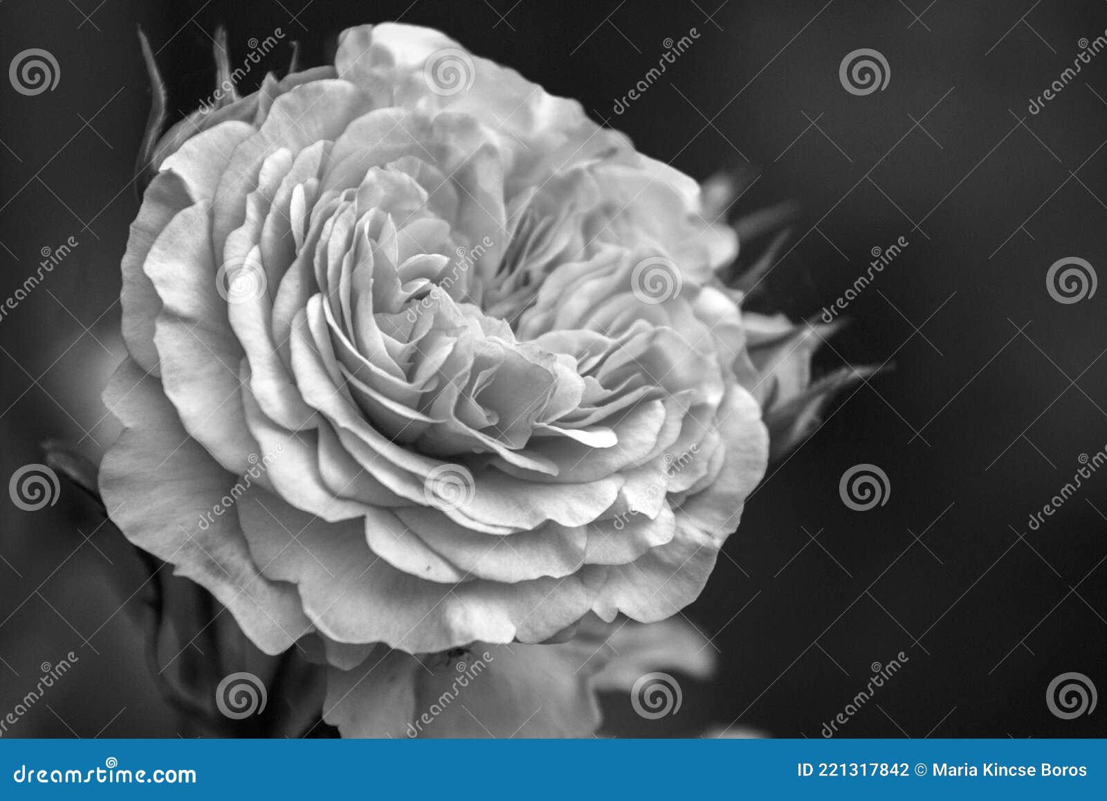 close-up of beautiful, black and white paeonia lactiflora, peonia