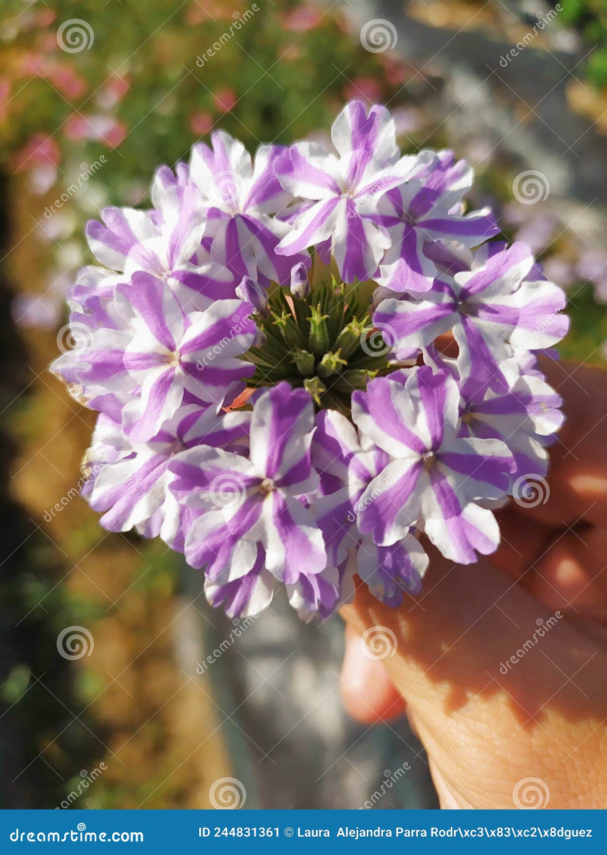 white verbena flowers with a purple stripe held in a hand. flores de verbena blanca con una raya morada sostenida en la mano