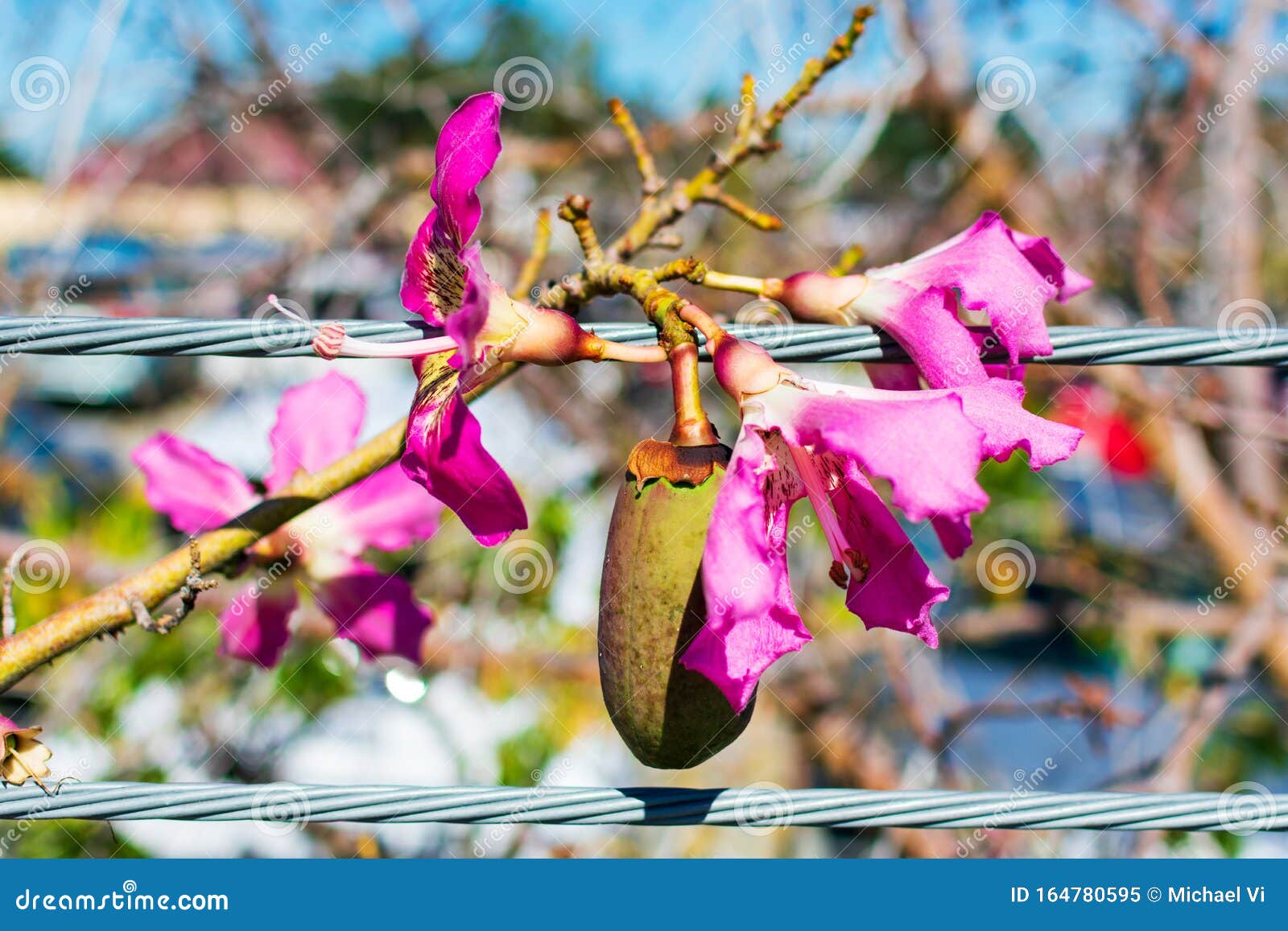 Close Up Of Beautiful Blooming Flowers And Ovoid Fruit Pod Of Floss Silk Tree Stock Image Image Of Ceiba Chorisia