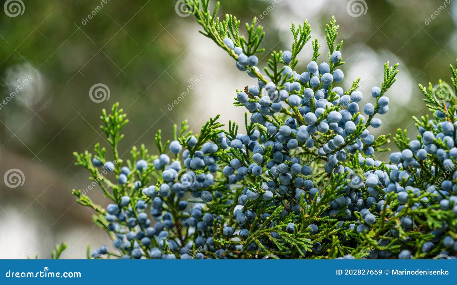 close-up of beautiful branch of juniperus virginiana tree or pencil cedar with lot ripe blue berries. selective focus of blue frui