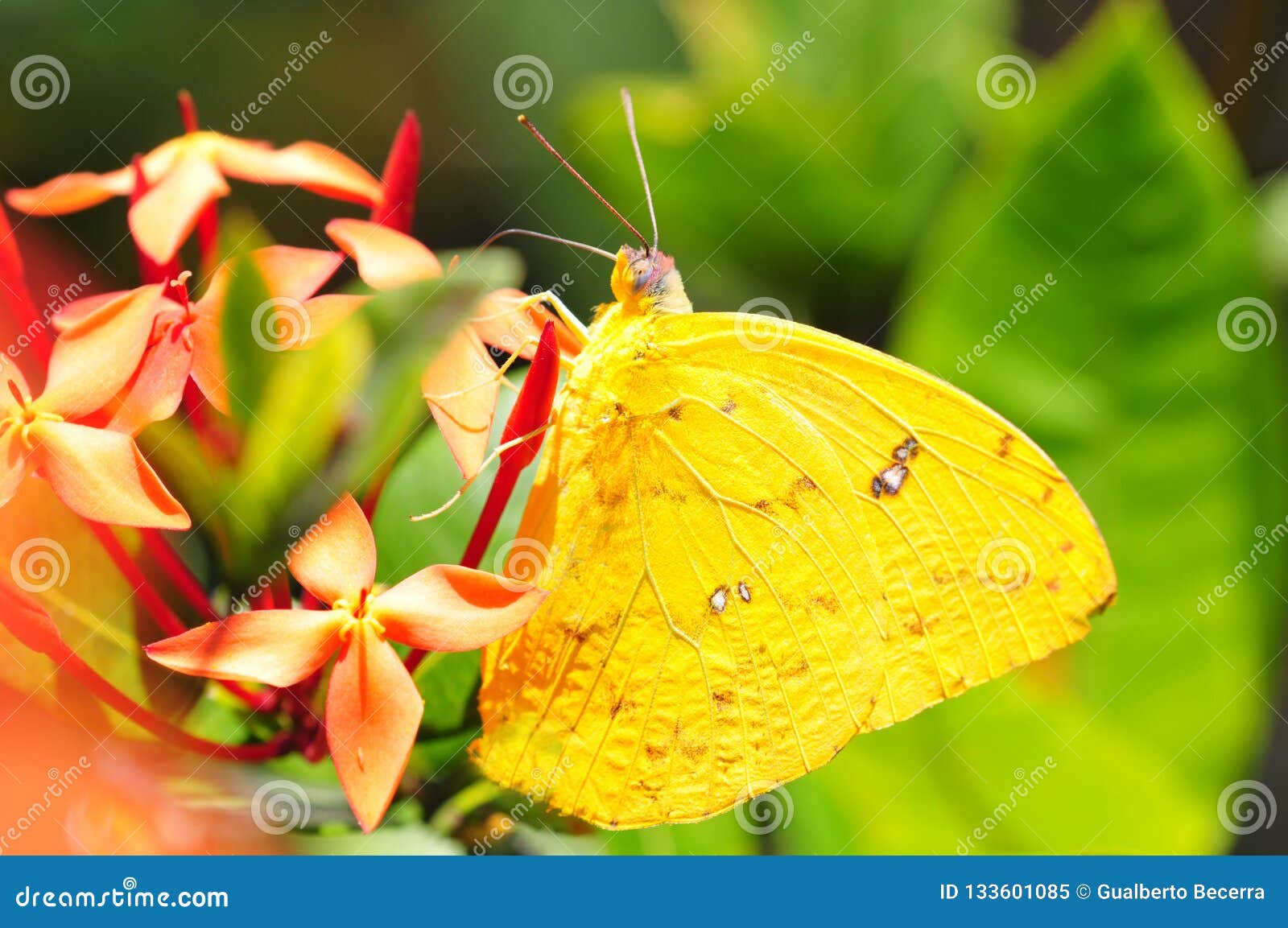 beautiful cloudless sulphur phoebis sennae butterfly on some f