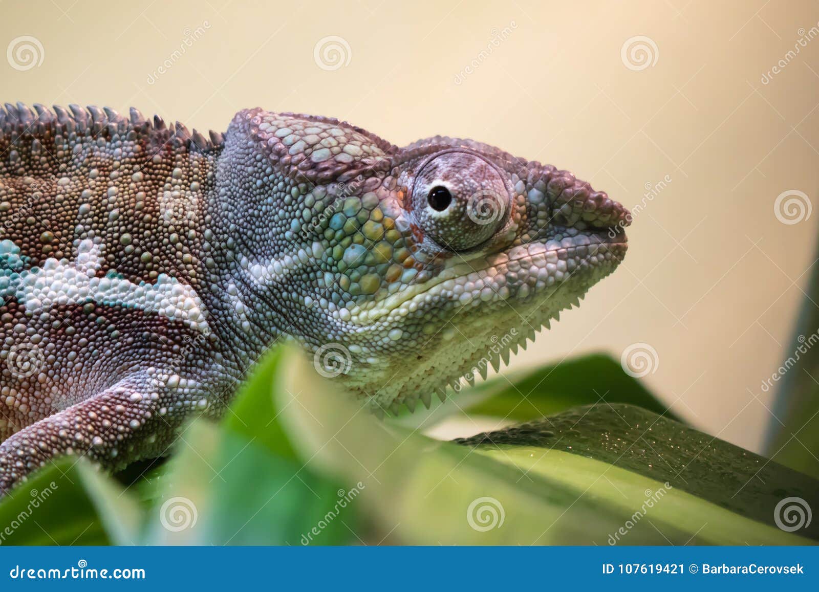 Close Up Of Beautiful Colorful Chameleon Walking Stock ...