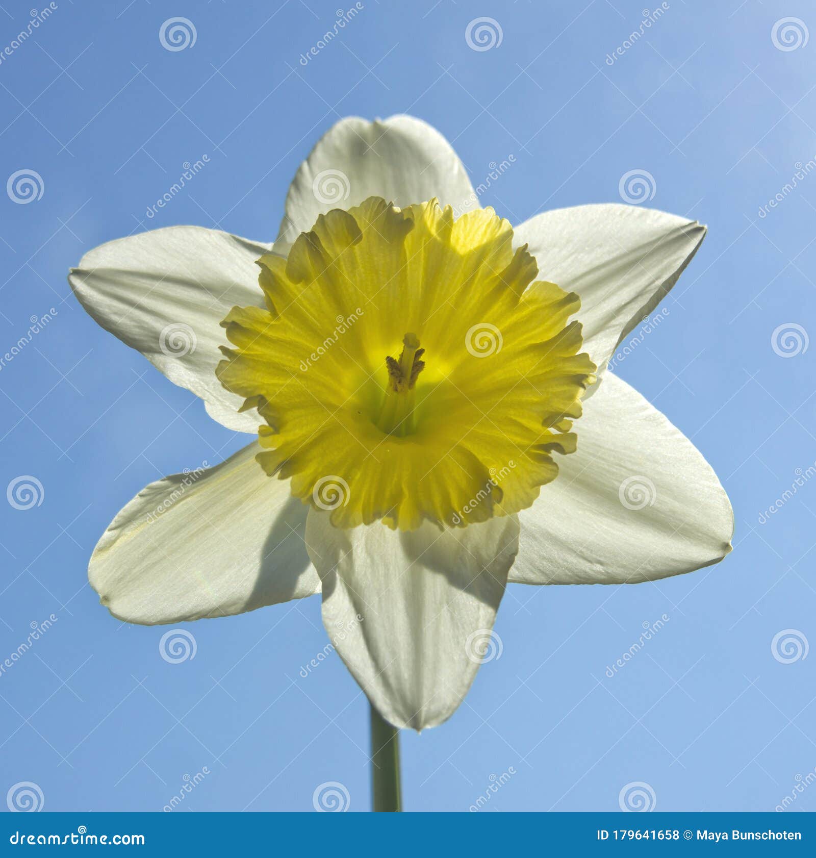Close Up of a Beautiful Daffodil Stock Photo Image of flower, blue
