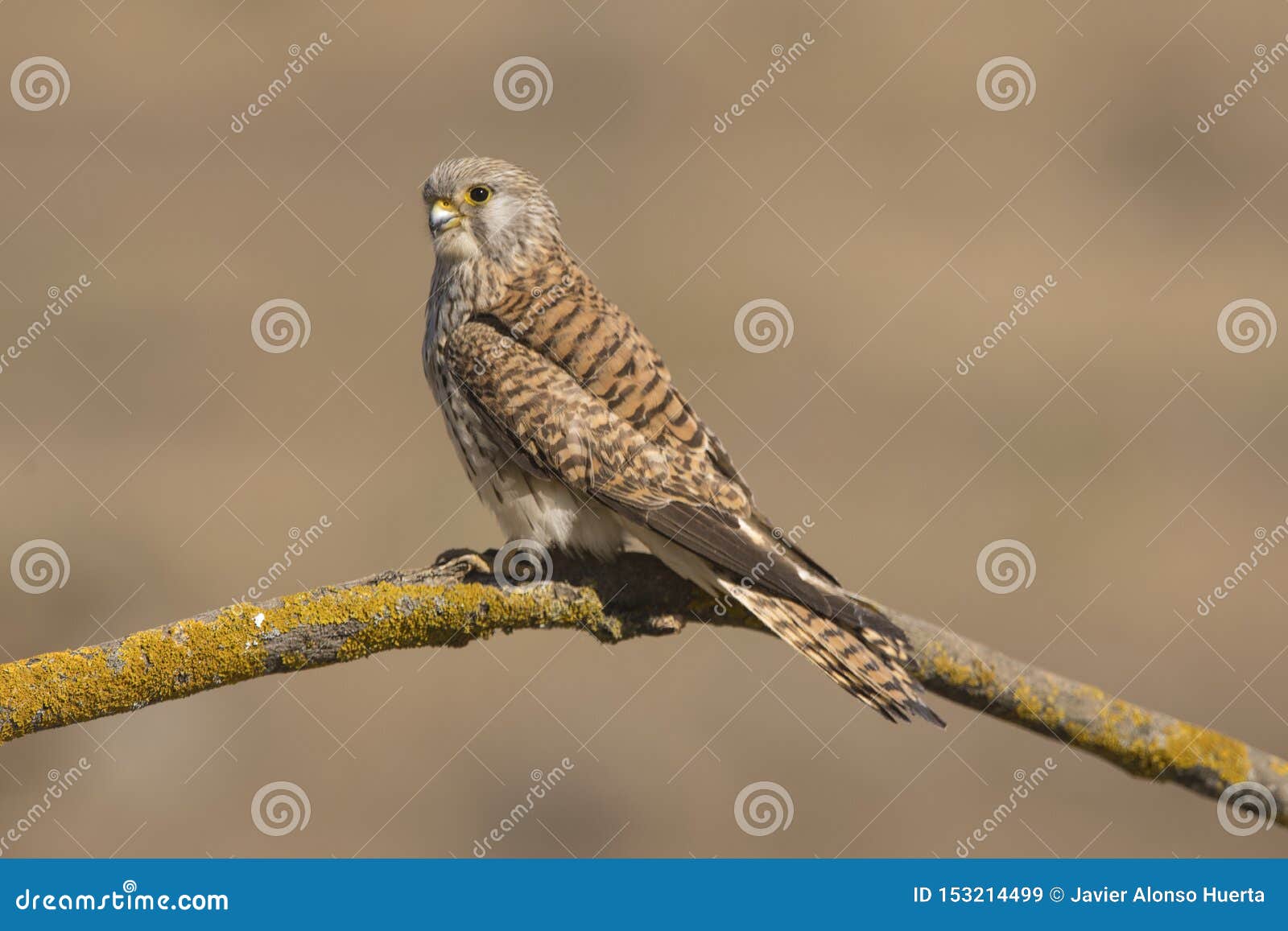 a close-up of a beautiful female lesser kestrel falco naumanni