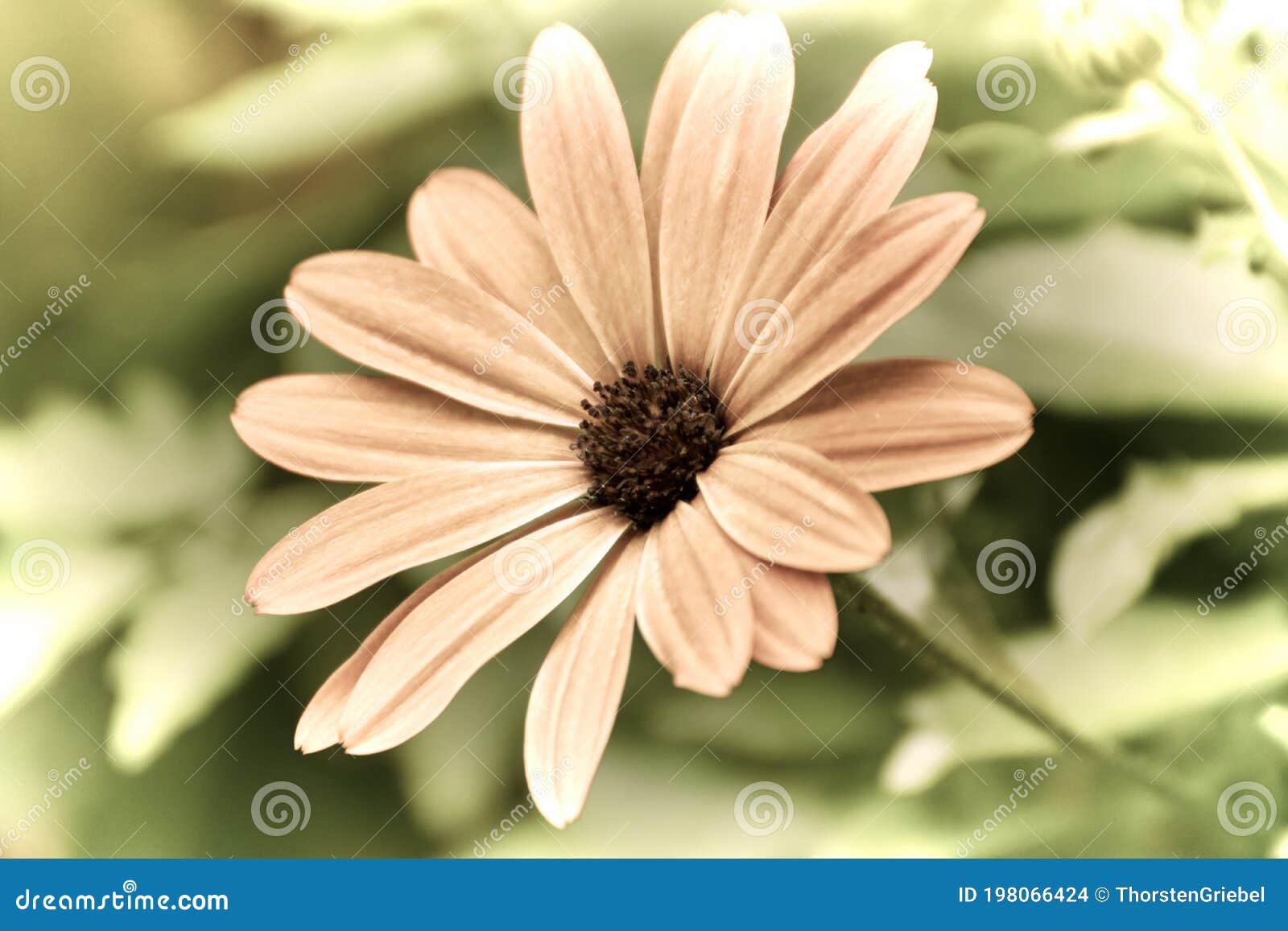 close up of a beautiful flower in the garden in old photography style