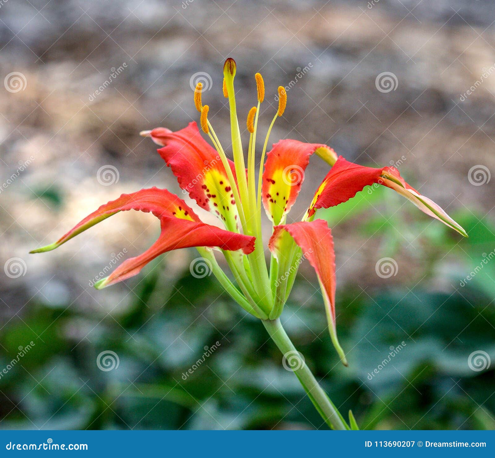 Close-up of the beautiful flower Liium catesbaei, most commonly known as Catesby`s lily or pine lily. Close-up of a beautiful Liium catesbaei, most commonly known as Catesby`s lily or pine lily, but also as leopard lily, tiger lily, or southern red. Macro view of magnificent orange-red terminal flower with spotted yellow center, on a blurred brown and green natural background.