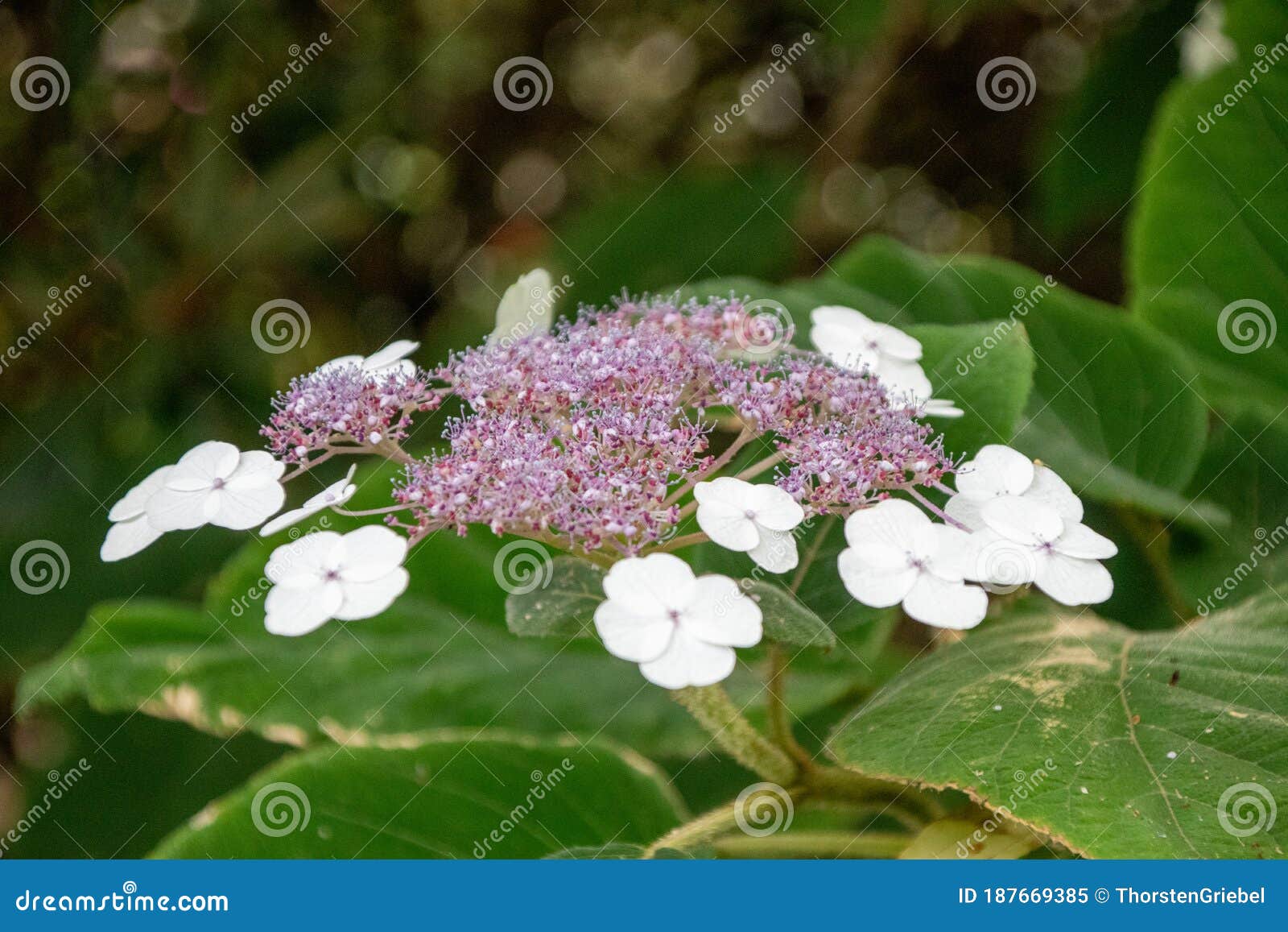 Beautiful Flower in a Park in Germany Stock Image Image of growth