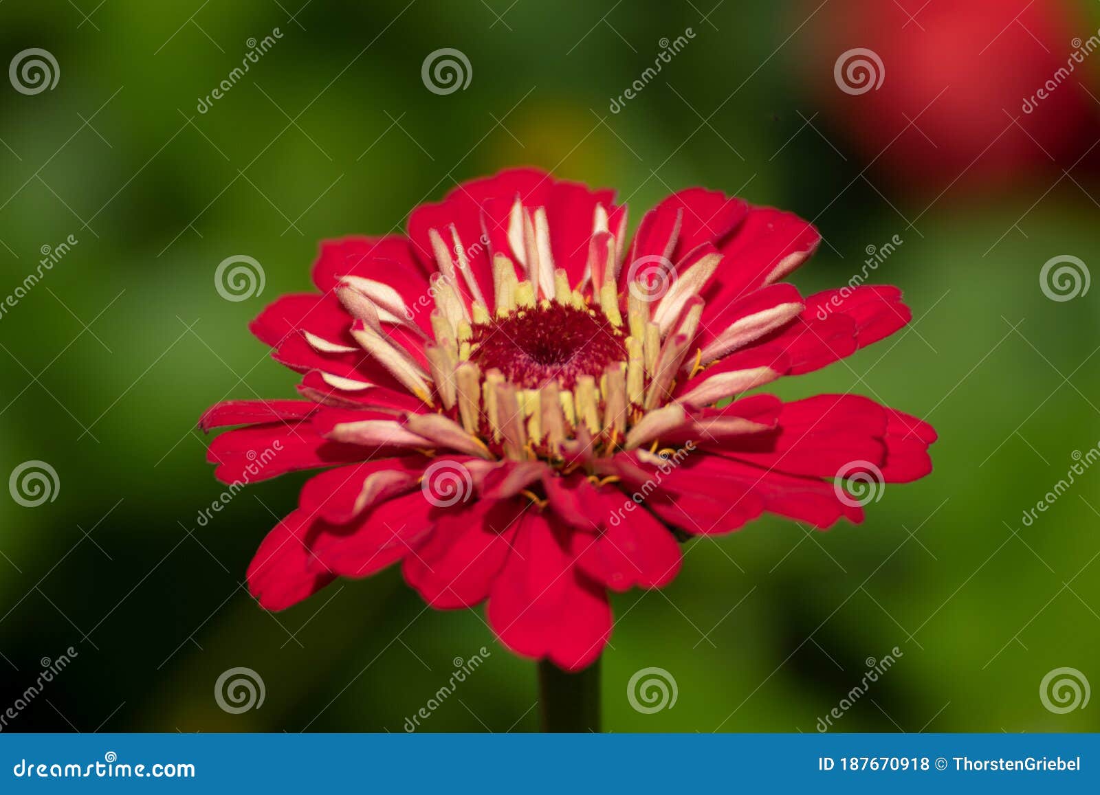 Beautiful Flower in a Park in Germany Stock Photo Image of beautiful