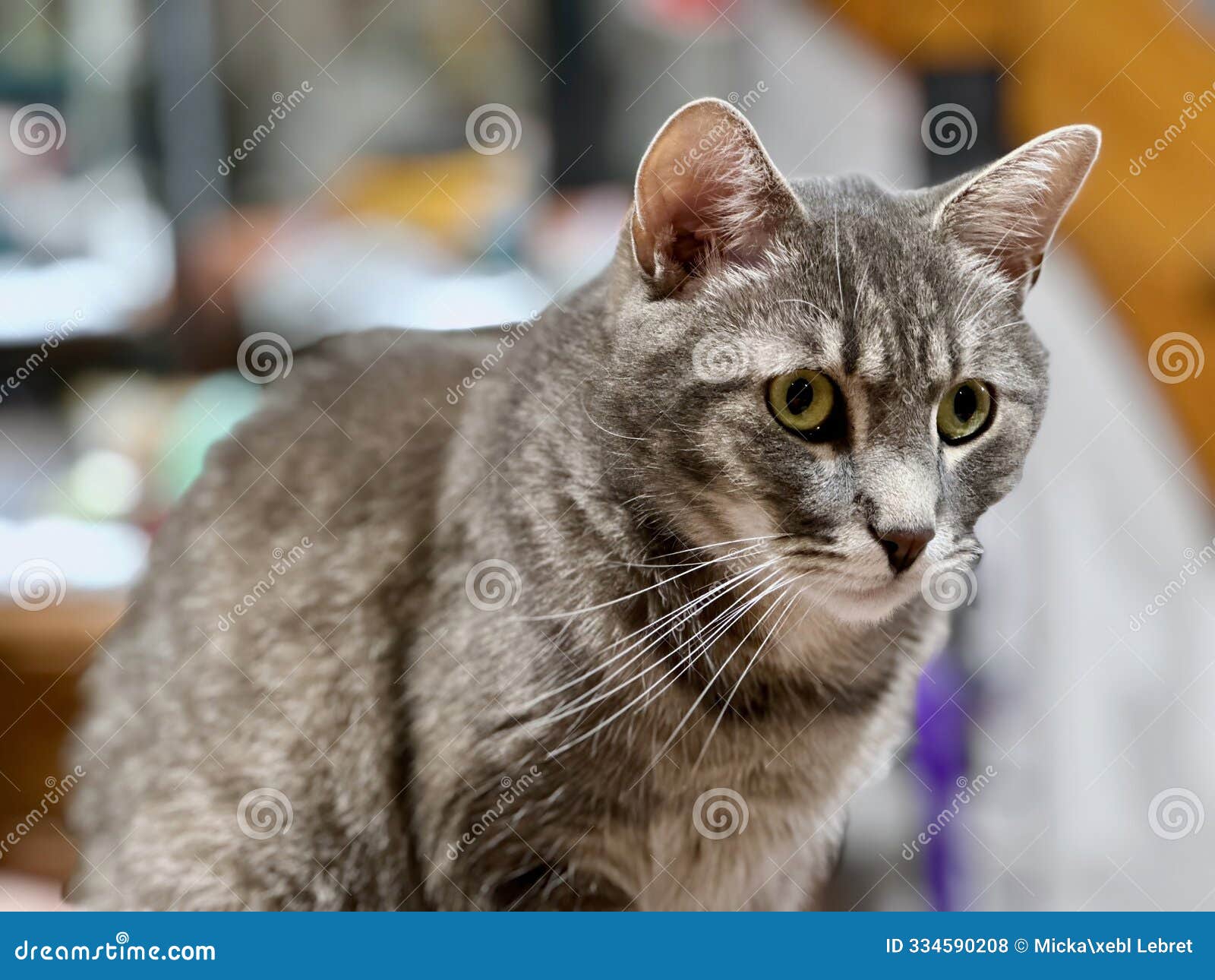 close-up of a beautiful gray tabby cat with striking green eyes, sitting indoors with soft lighting, showcasing its whiskers, fur