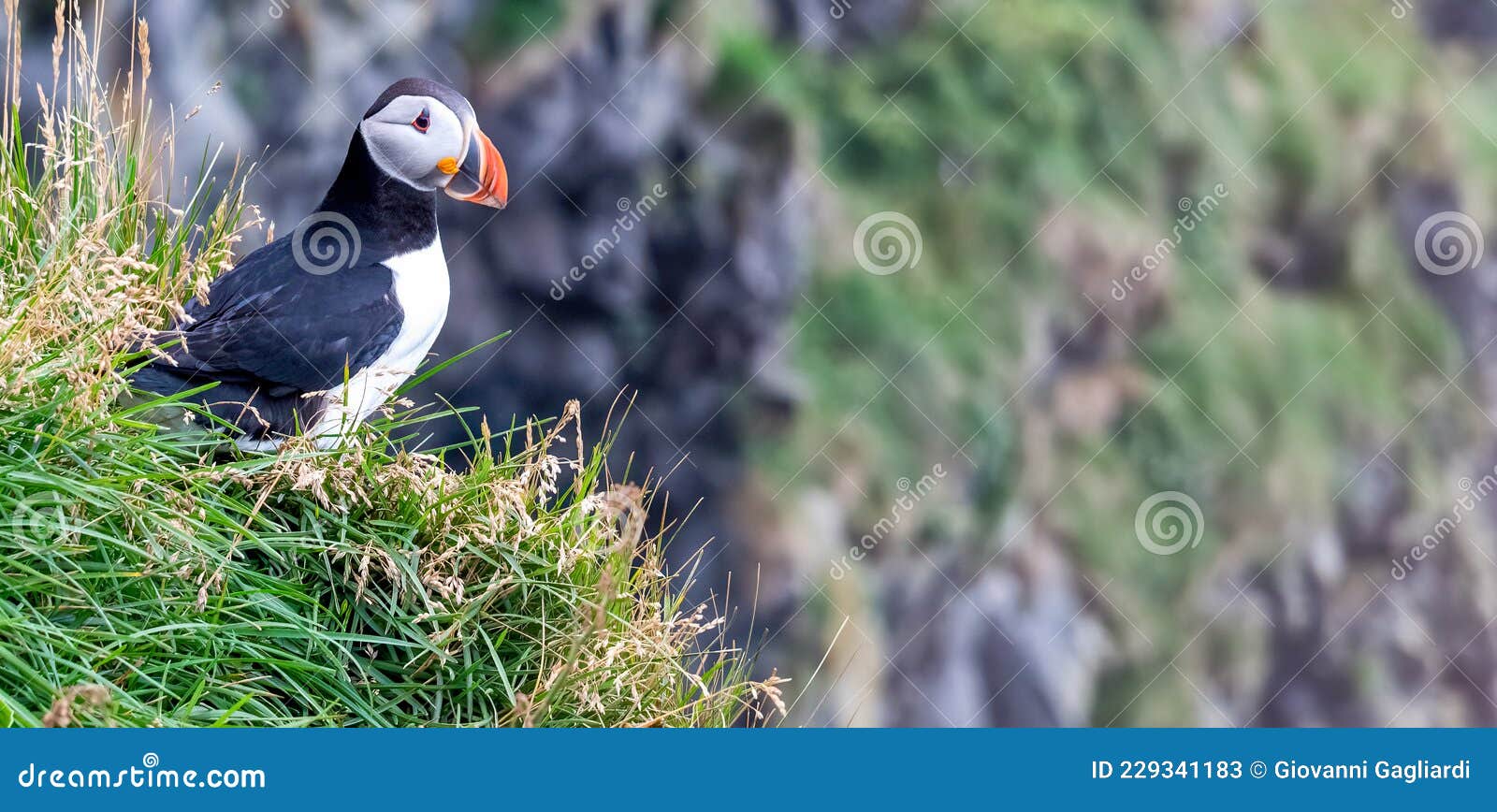 Close Up of a Beautiful Icelandic Puffin on a Cliff Stock Image Biology Diagrams
