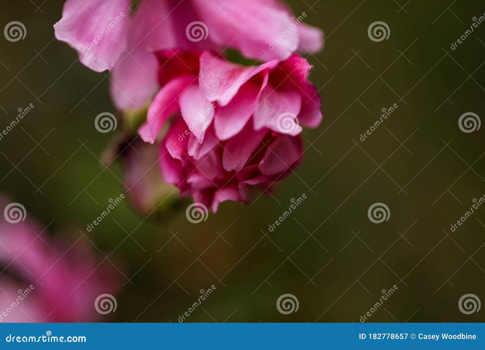 close up beautiful image of pink helebores in dark moody setting