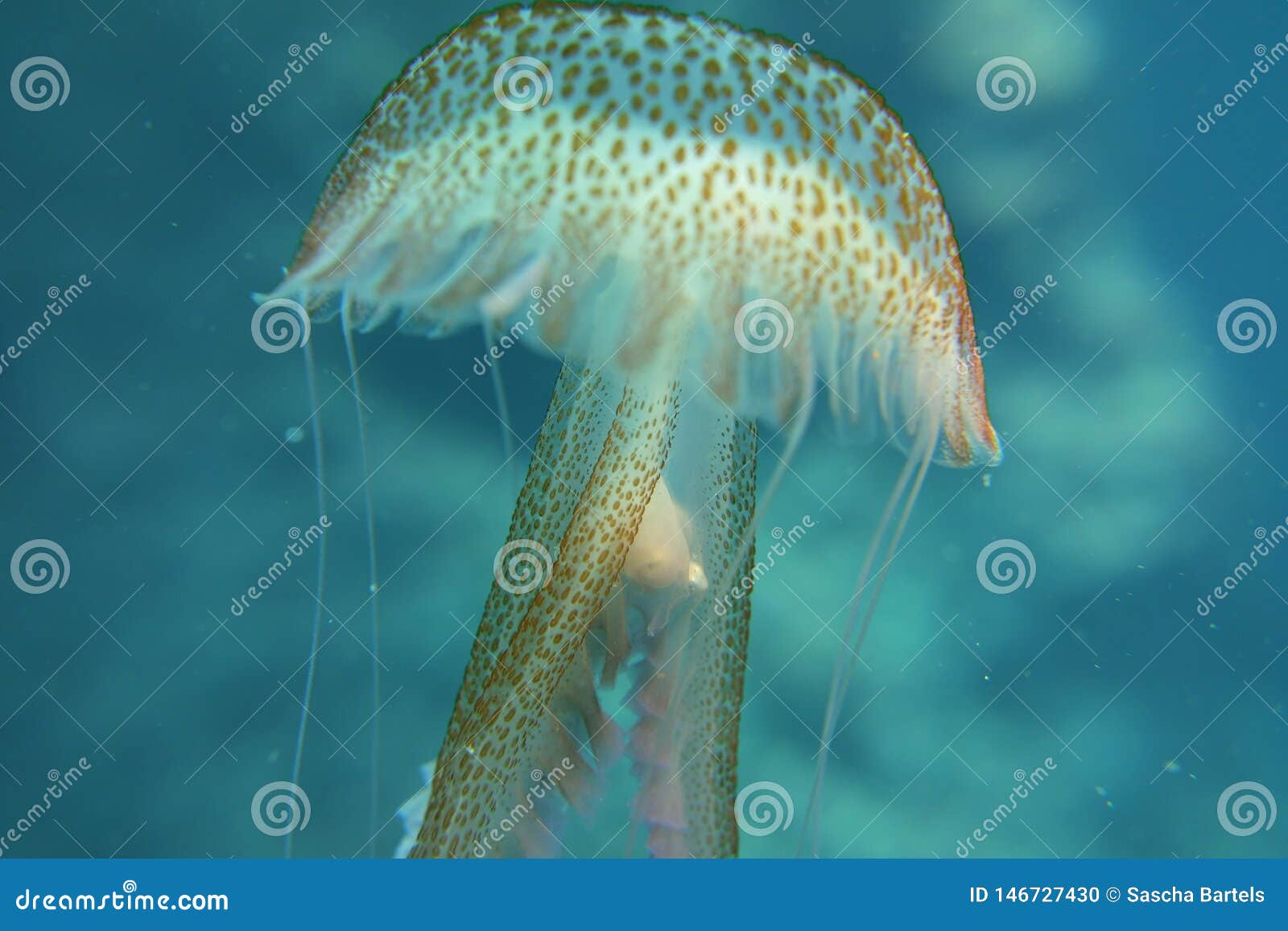 Closeup on a Beautiful Jelly Fish Stock Photo Image of animal, shiny