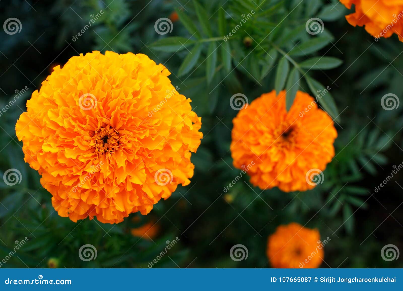 Close Up of Beautiful Marigold Flower in the Garden. Stock Image ...