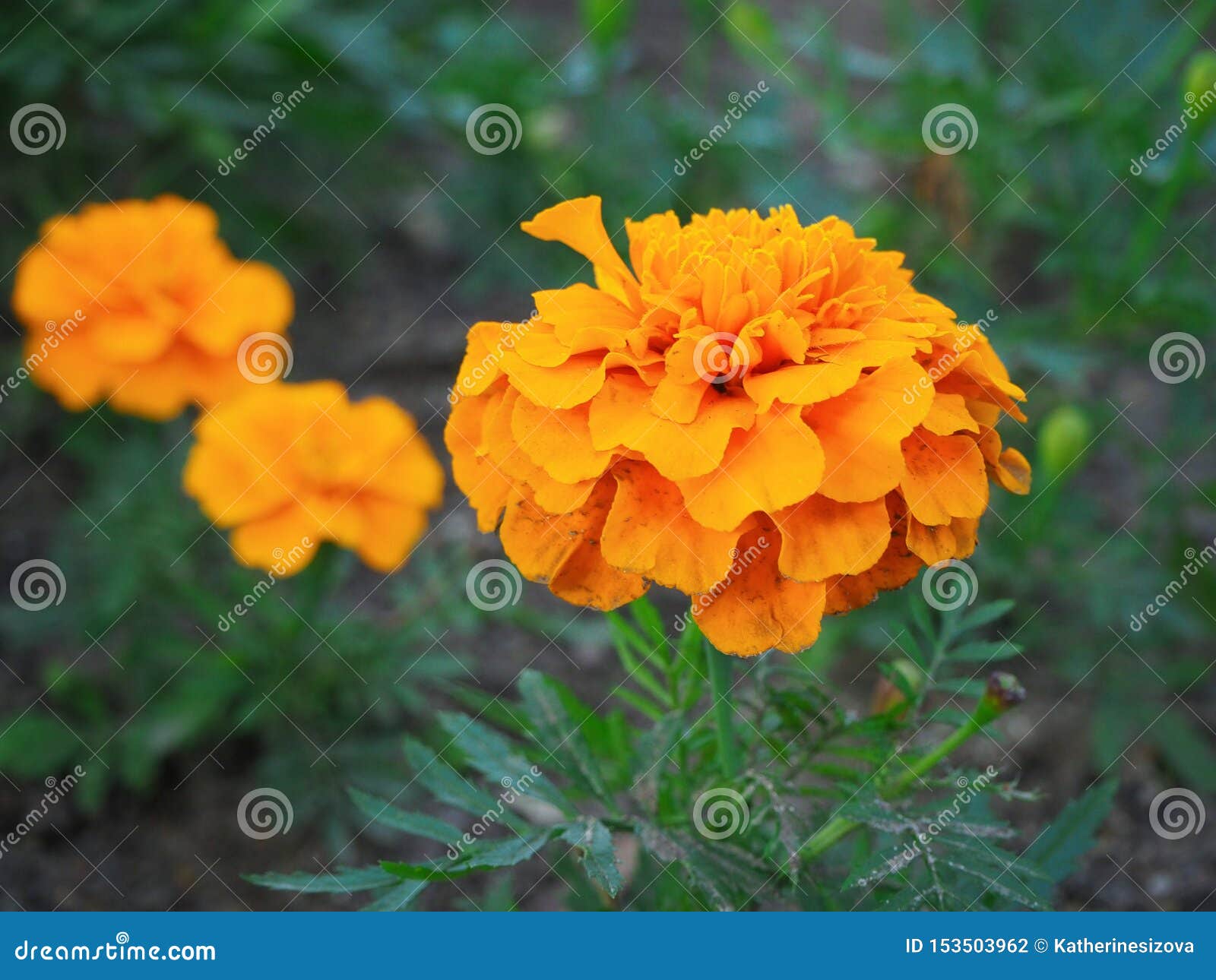 Close Up Beautiful Orange Marigold Flower Stock Photo - Image of french ...