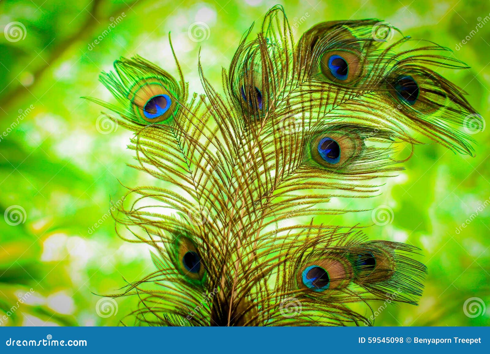 Close-up of Beautiful Peacock Feathers on Green Background. Stock ...
