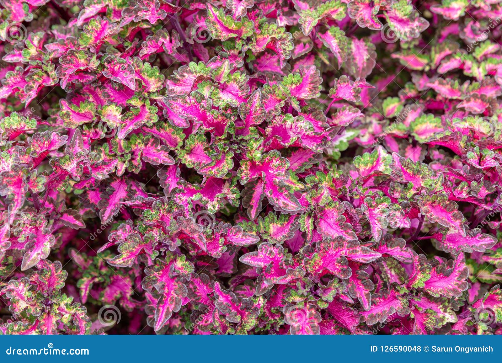 Close-up of Beautiful Pink and Green Leaves Textured Wallpaper B Stock