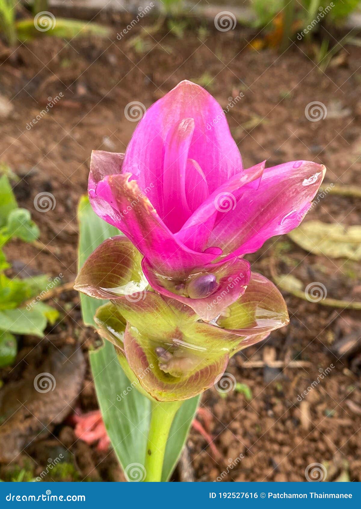 Closeup of Beautiful Pink Jasmine Flowers. Stock Photo Image of