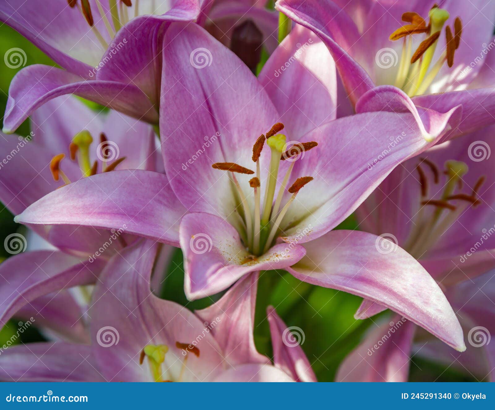 Close-up of Beautiful Pink Lily Flowers Top View Stock Photo - Image of ...