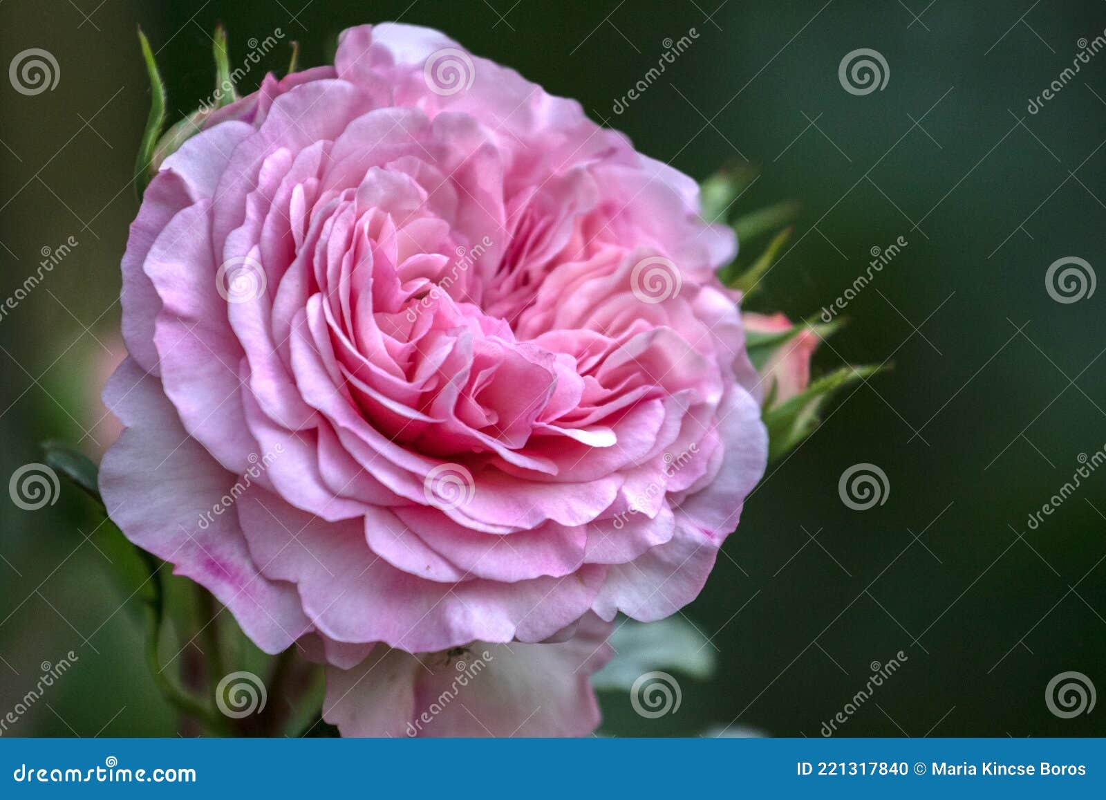 close-up of beautiful, pink paeonia lactiflora, peonia