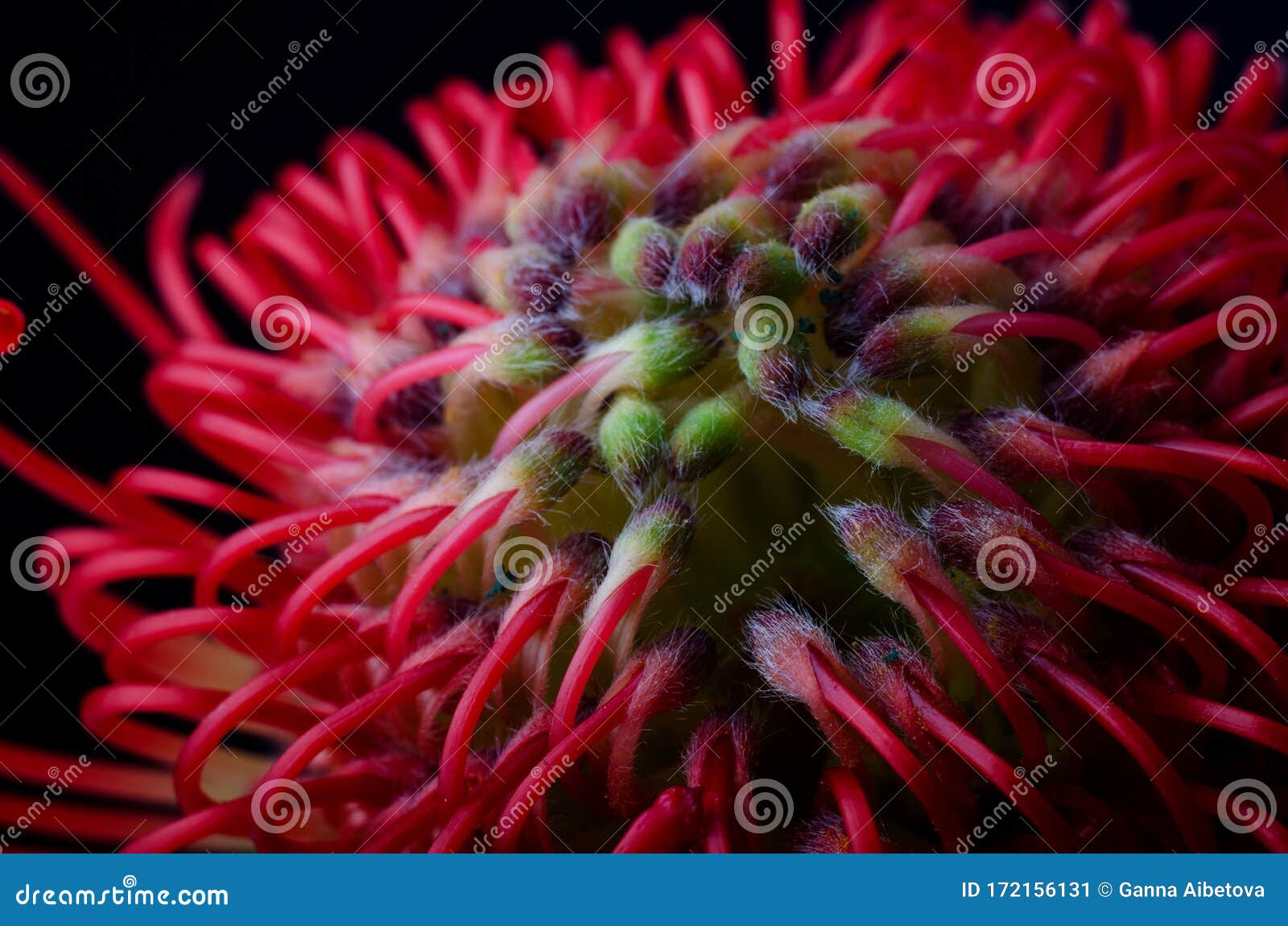 Protea Pincushion - Red