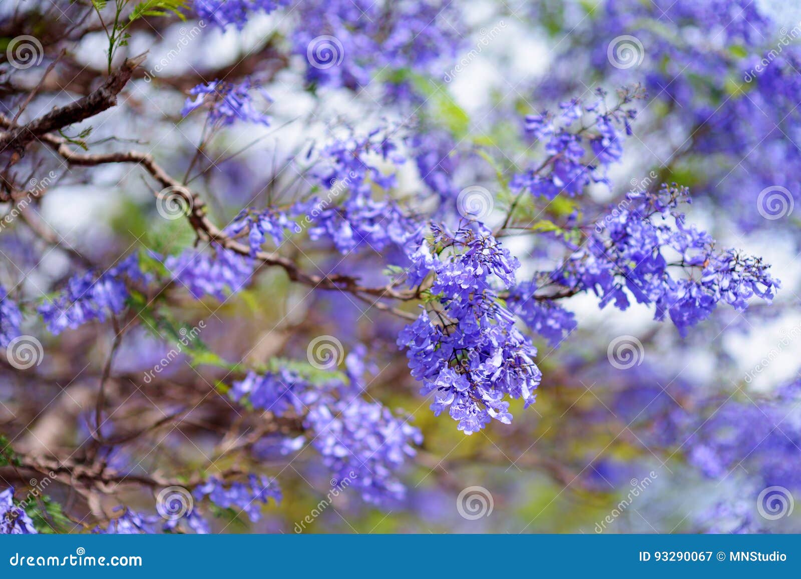 pretty purple tree pretty purple tree