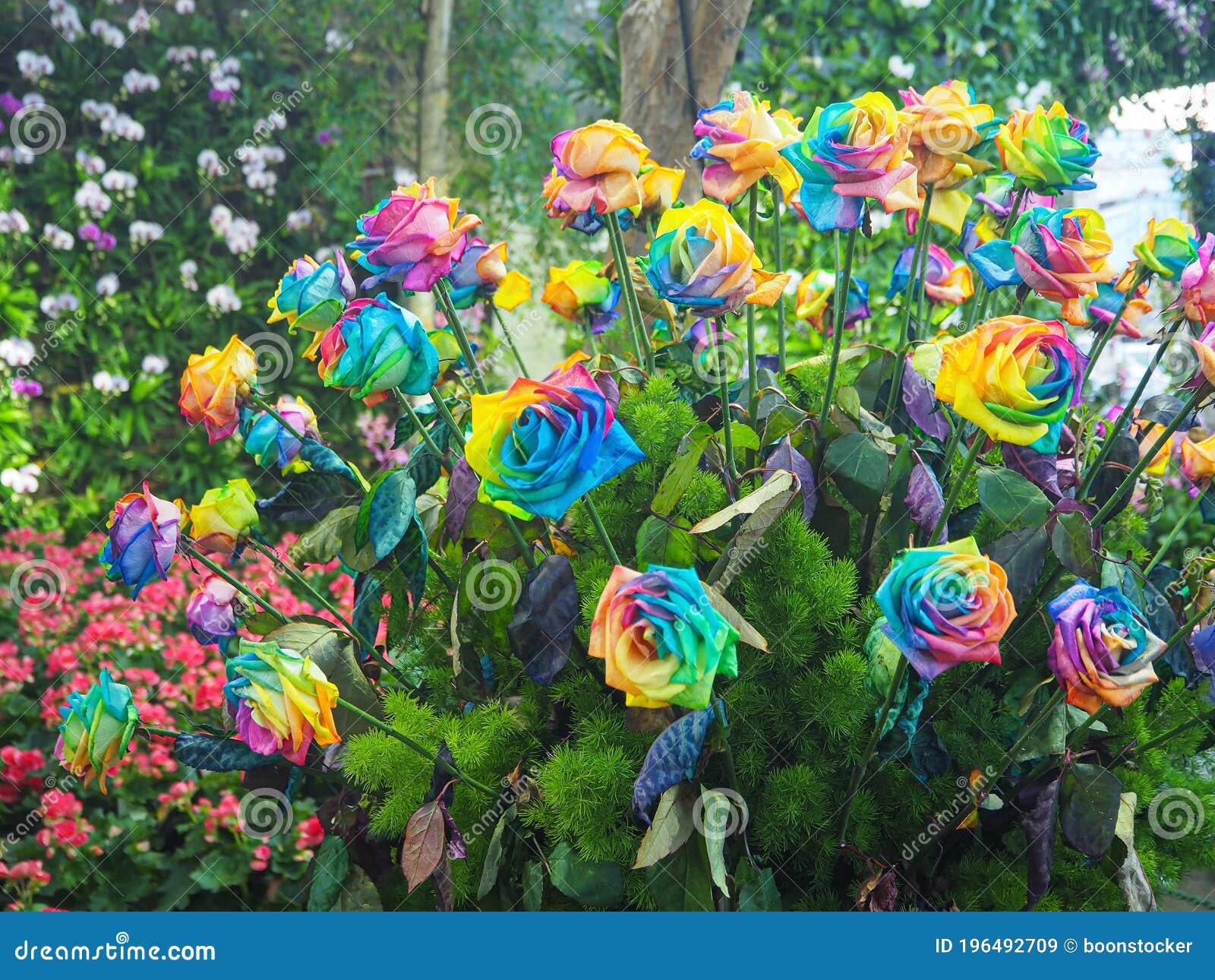 Close-up of Rainbow Rose are Blooming in the Garden Stock Image - Image ...