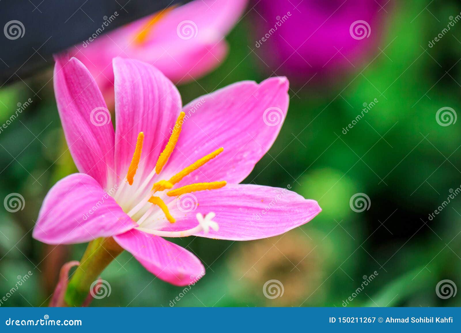 close up of beautiful red pink color flower around green leaves in a garden