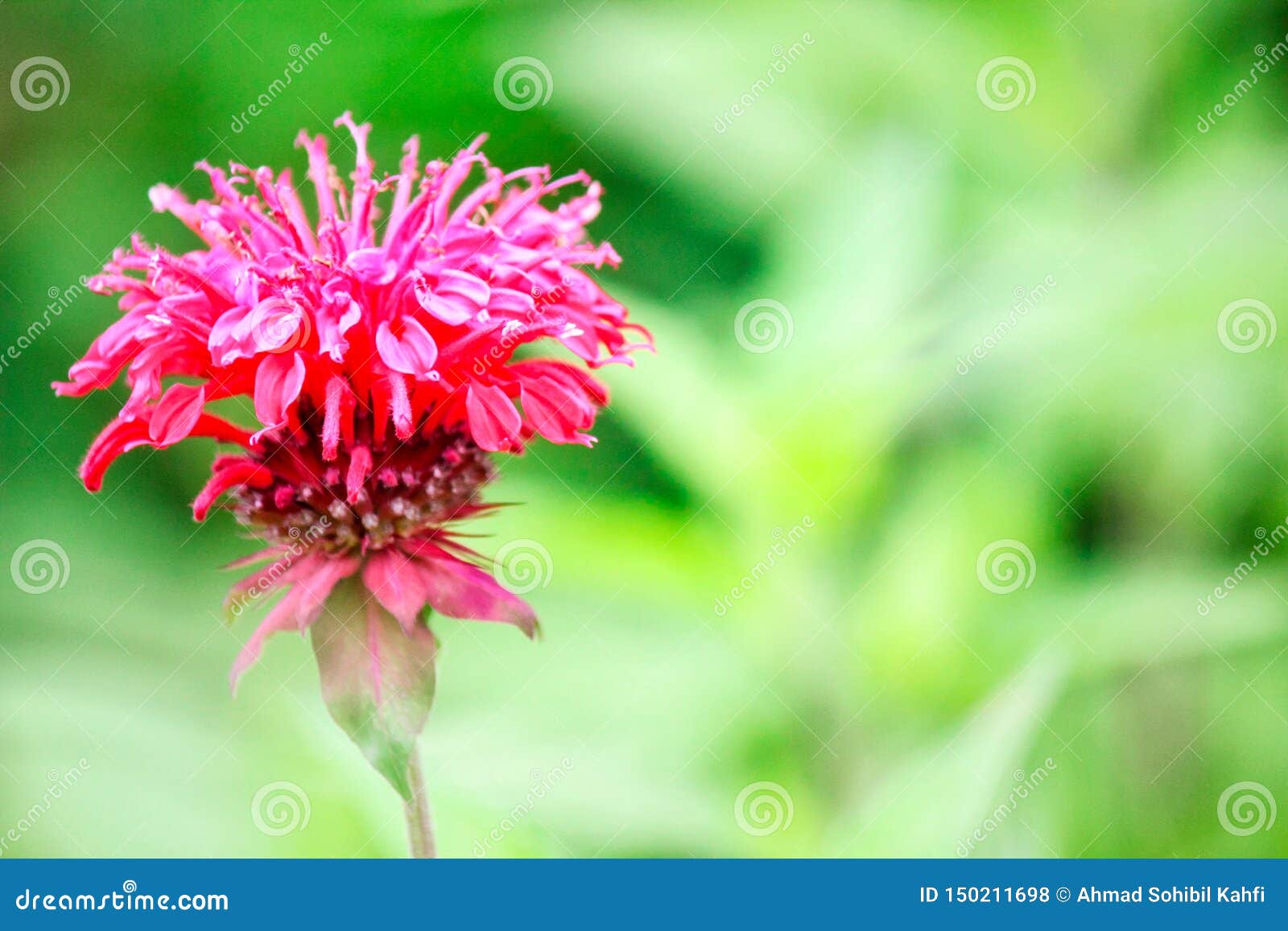 close up of beautiful red pink color flower around green leaves in a garden