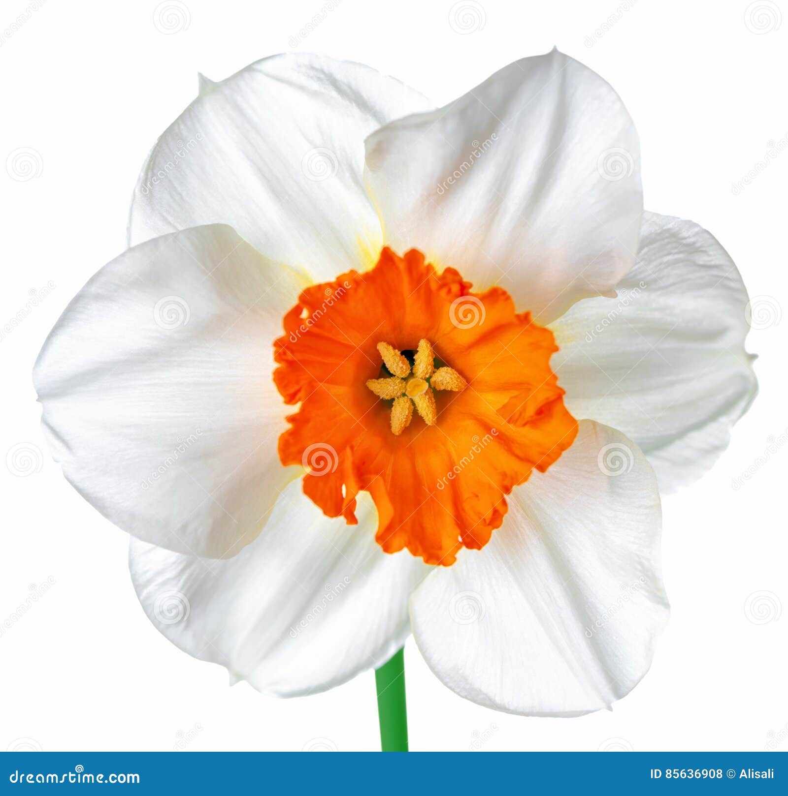 Close Up Beautiful Spring White and Orange Daffodil Flower Isolated on ...